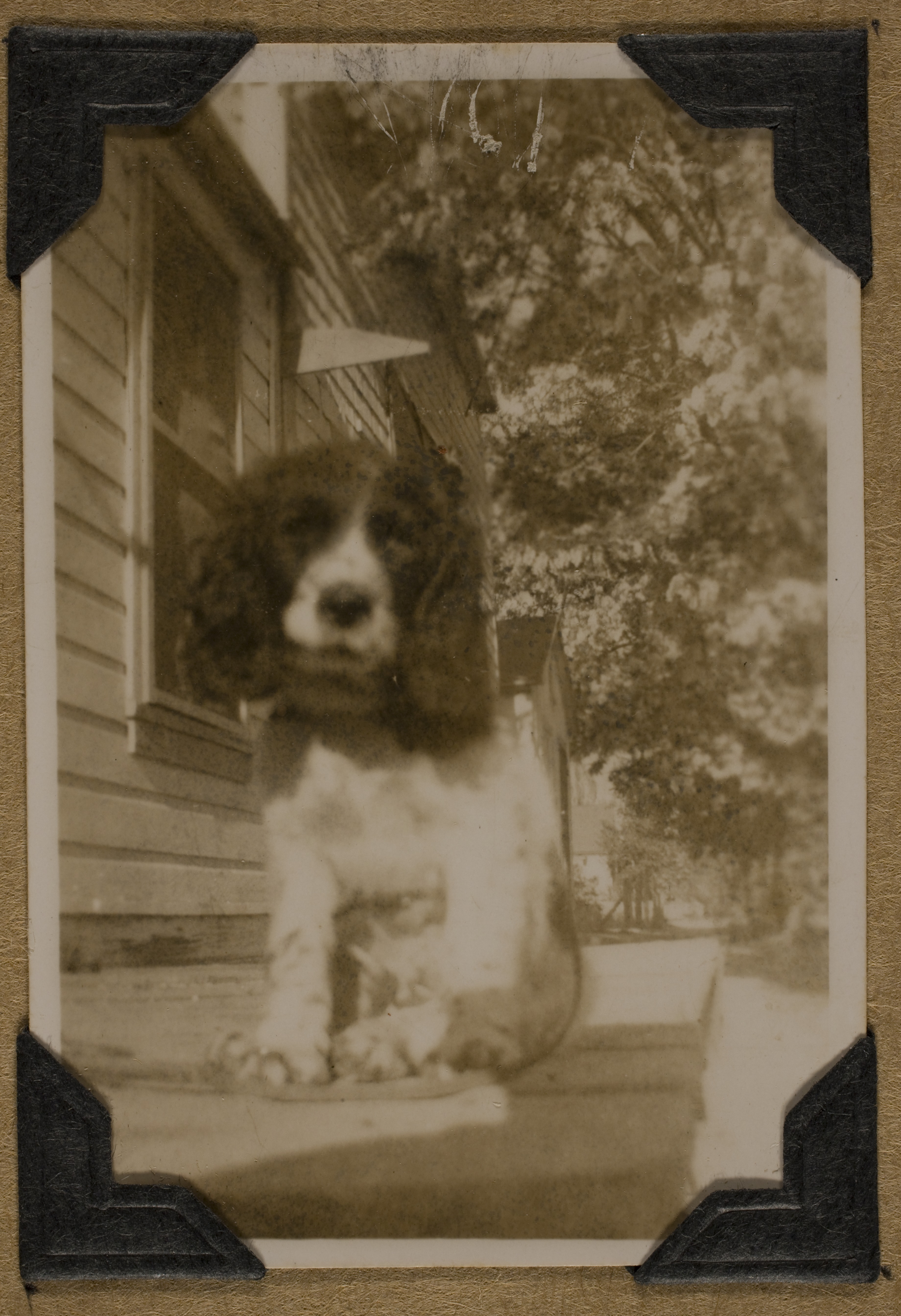 Unknown dog at unknown location: photographic print