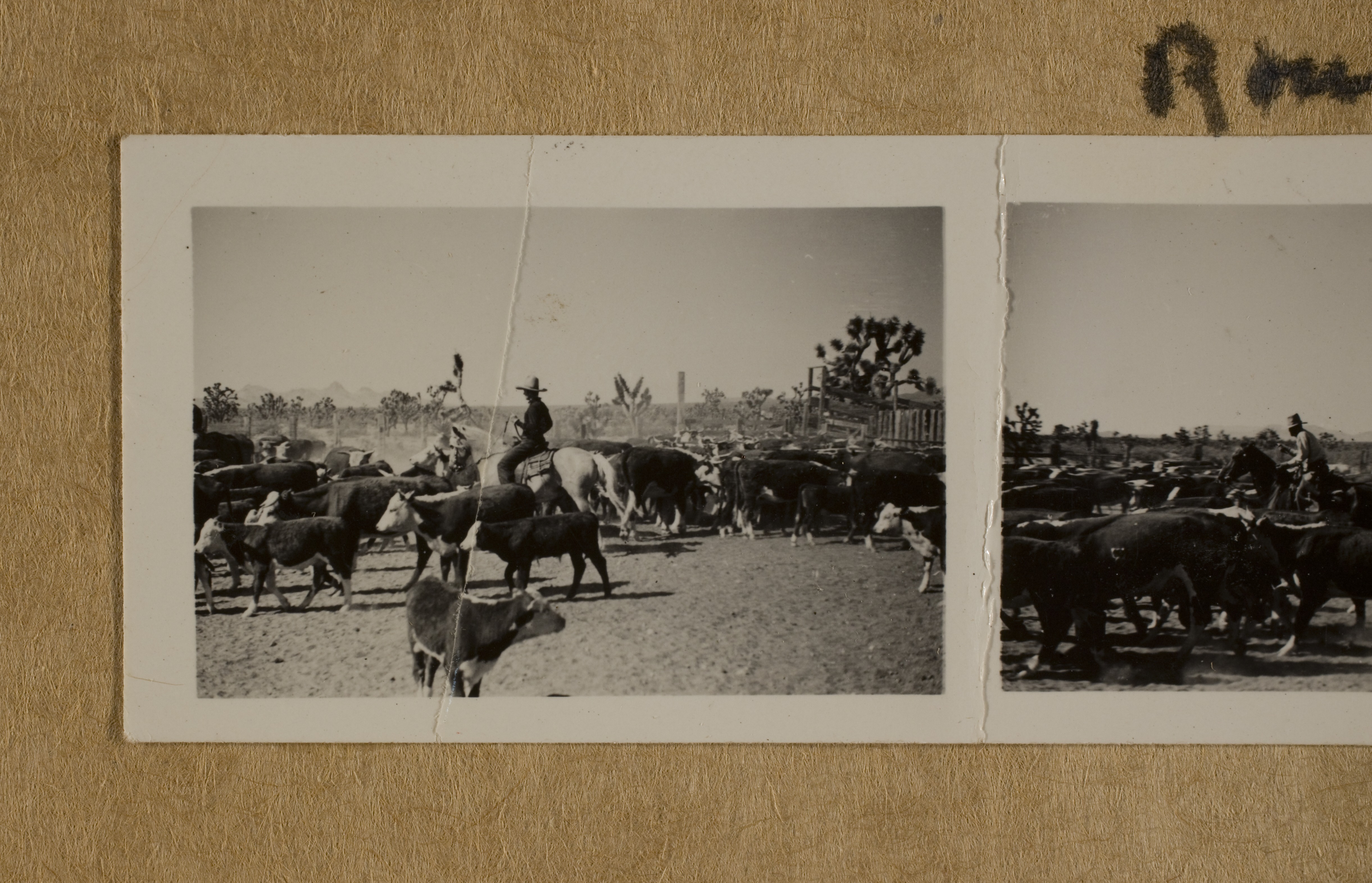 Rex Bell (George Francis Beldam) on horseback (with large light colored hat) and cattle at Walking Box Ranch: photographic print