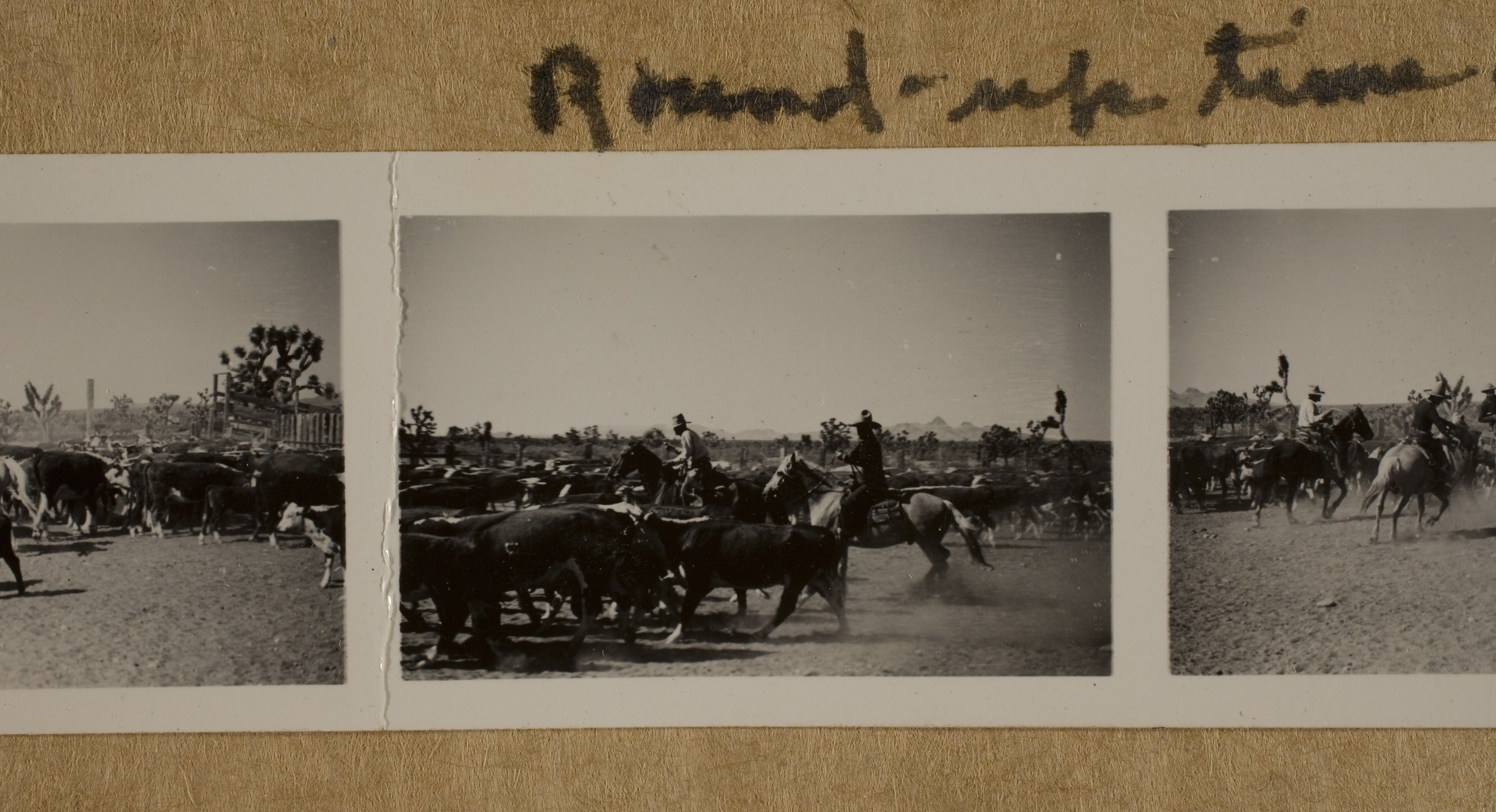 An unknown cowboy (left) and  Rex Bell (George Francis Beldam) (right) with cattle at Walking Box Ranch: photographic print