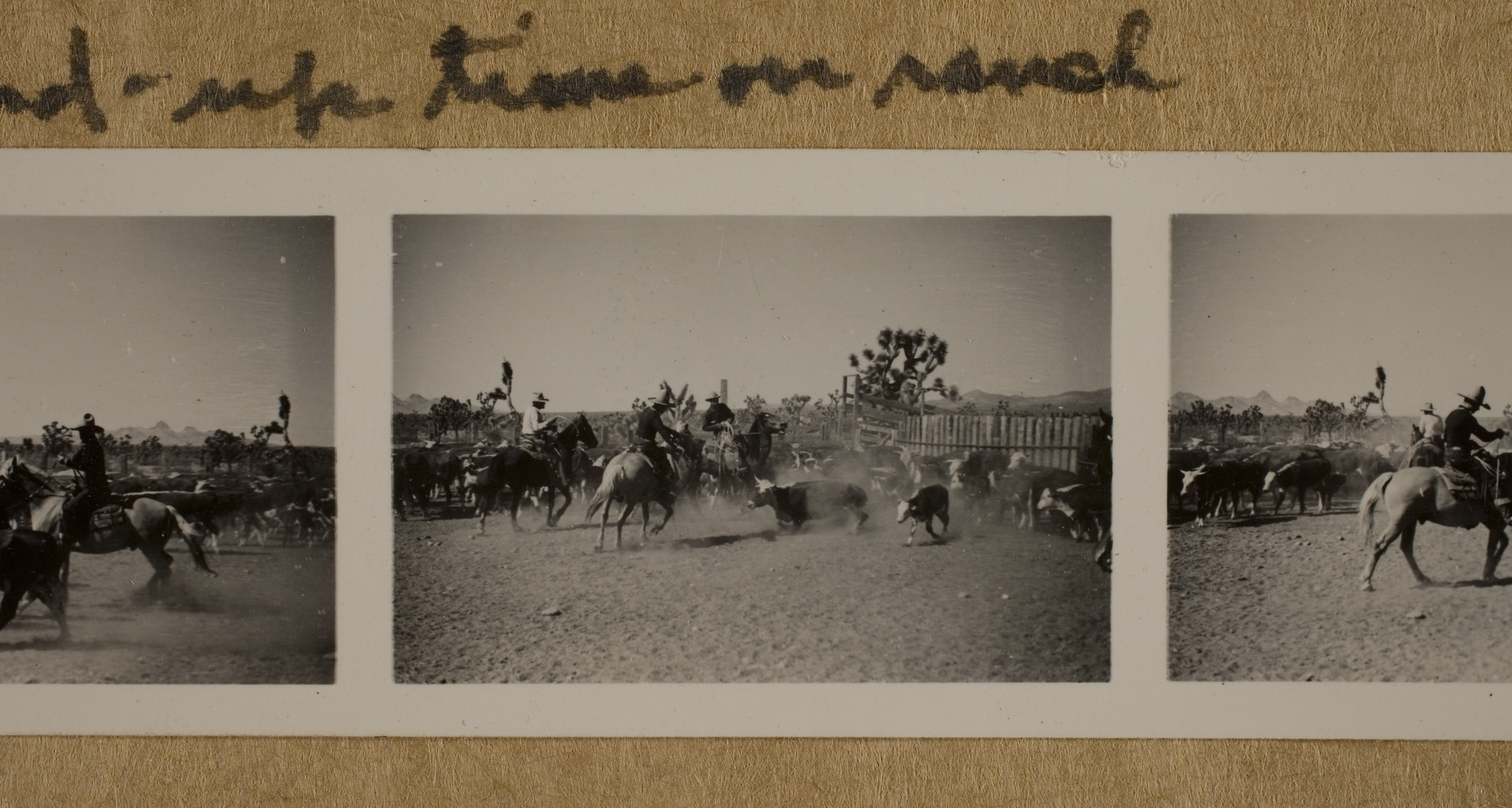 Two unknown cowboys and  Rex Bell (George Francis Beldam) (center) with cattle at Walking Box Ranch: photographic print