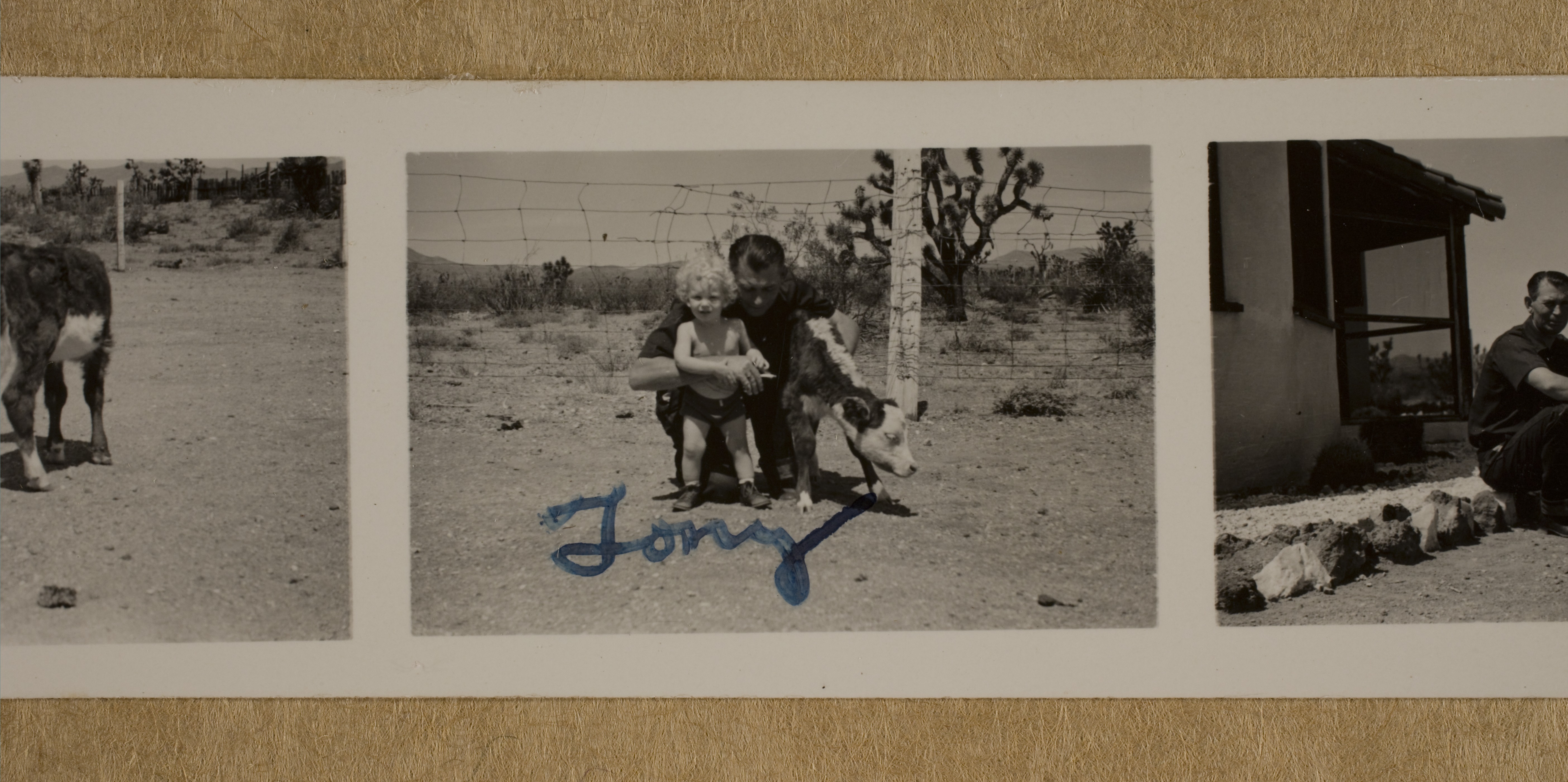 Rex Anthony Bell, Jr (Toni Larbow Beldam) and unidentified man with calf at Walking Box Ranch, Nevada: photographic print