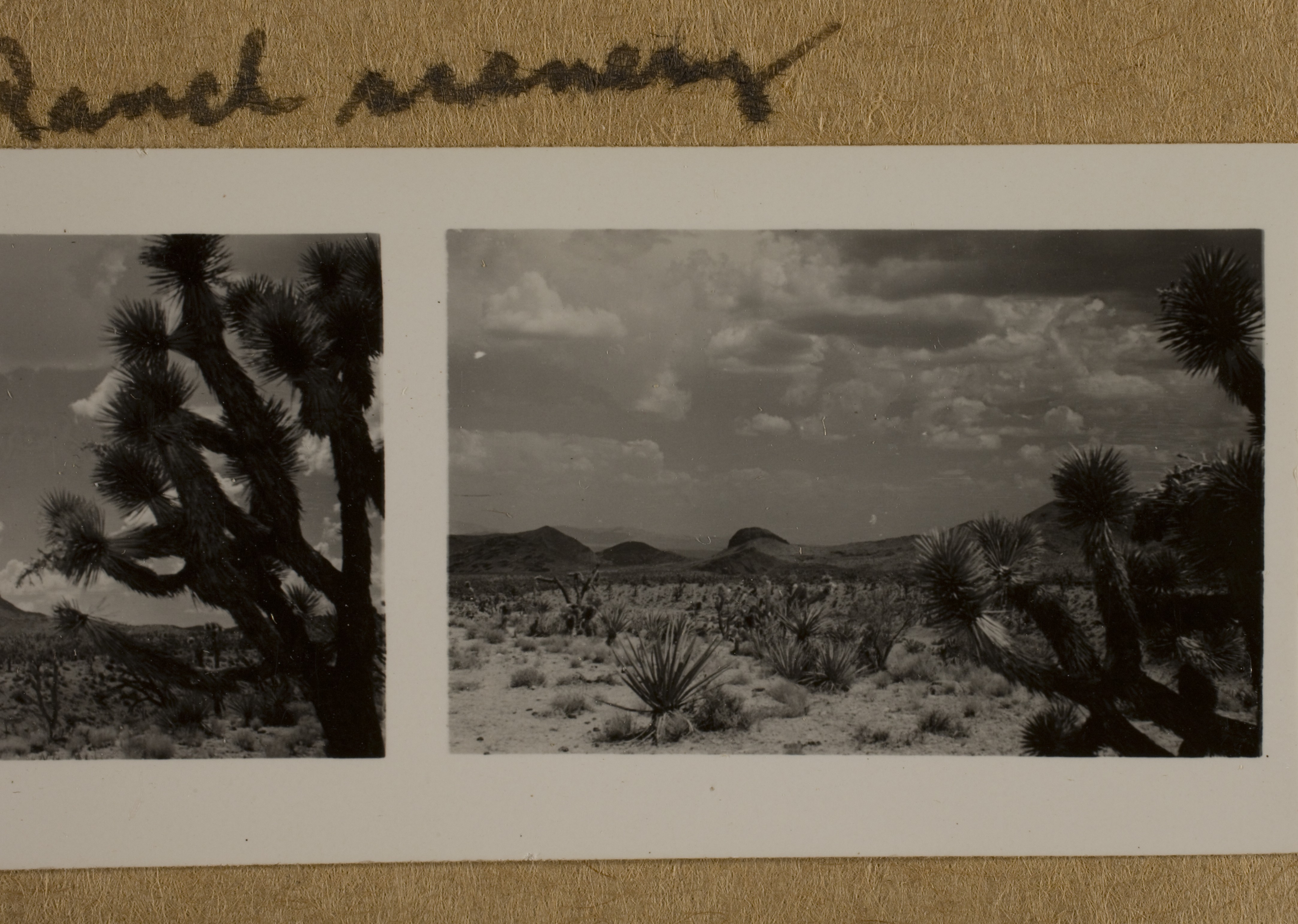 View of Mojave Desert near Walking Box Ranch, Nevada: photographic print