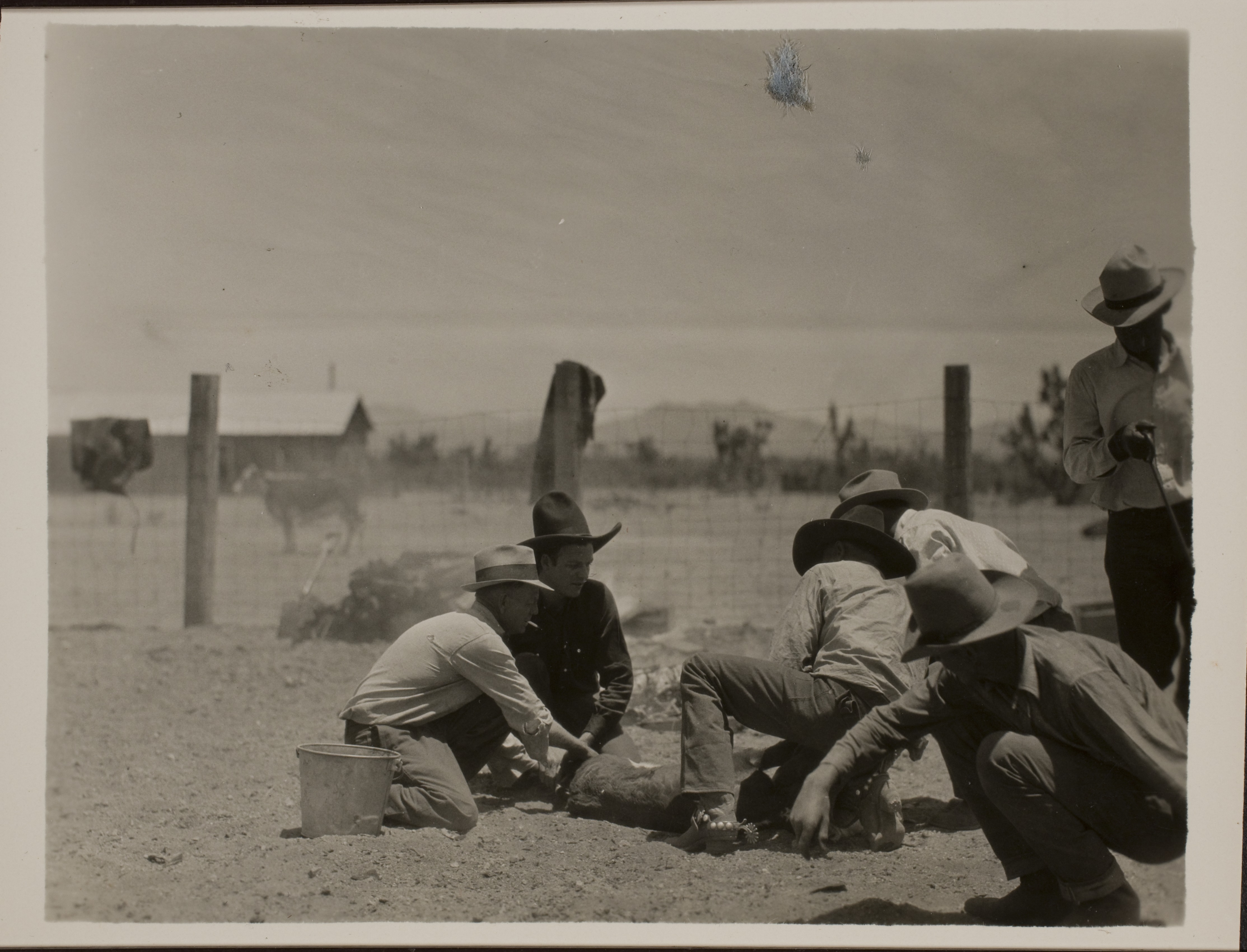 Cowboys at Walking Box Ranch, Nevada branding cattle.  Rex Bell (George Francis Beldam) is second from the left: photographic print