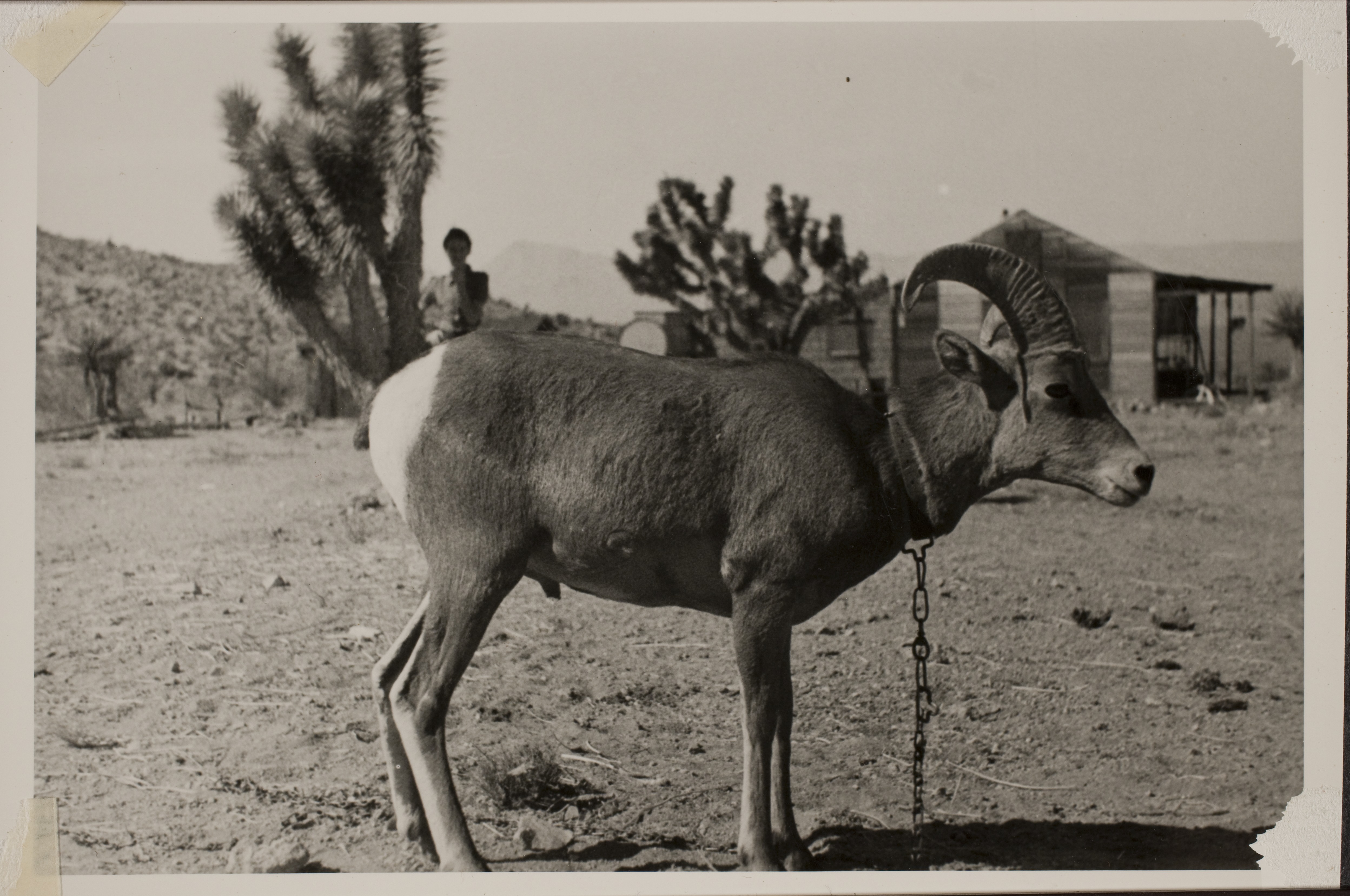 Billy the Bighorn sheep that was a pet at Walking Box Ranch, Nevada.  This photo is from an unidentified location: photographic print