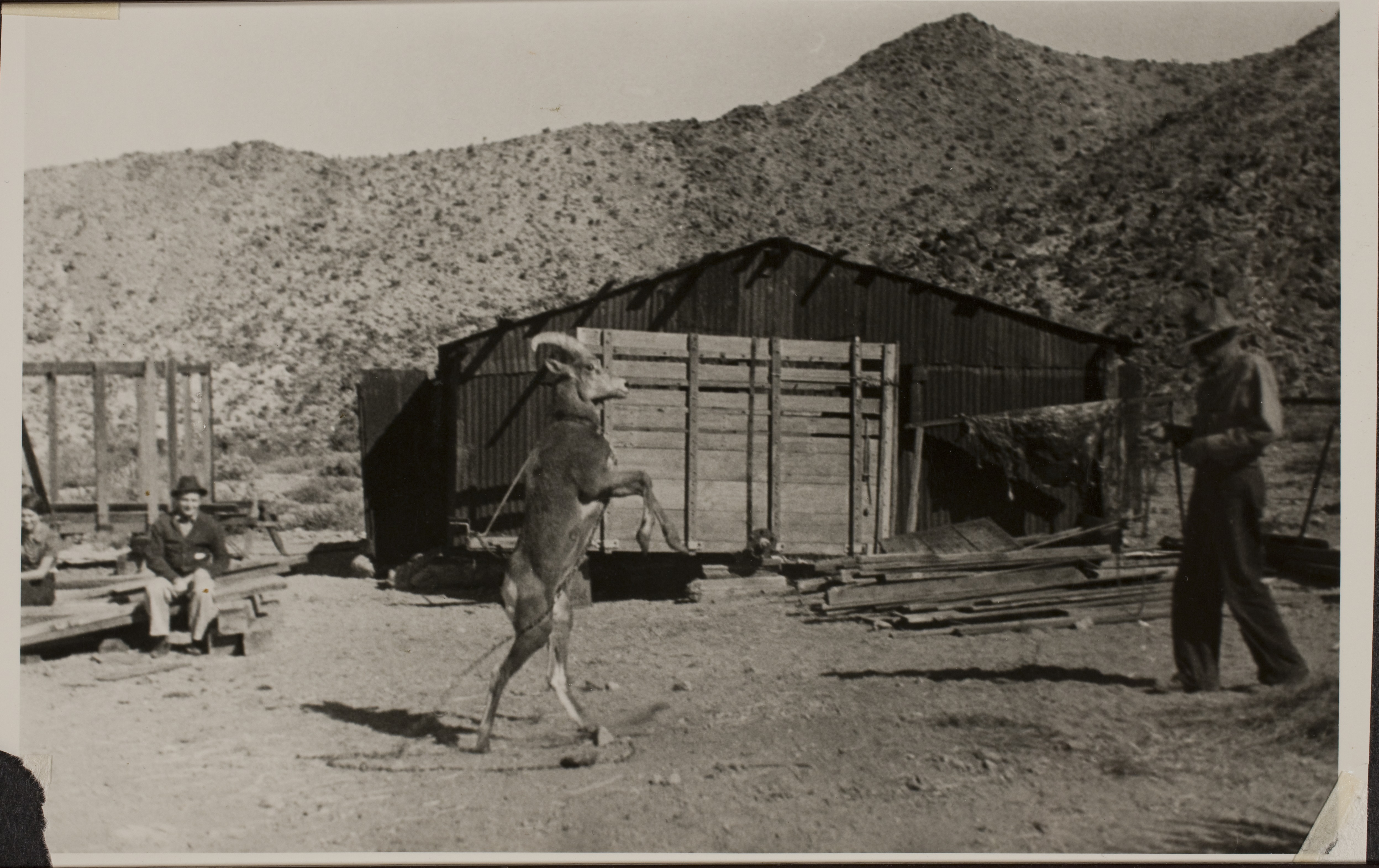 Billy the Bighorn sheep that was a pet at Walking Box Ranch, Nevada.  This photo is from an unidentified location: photographic print