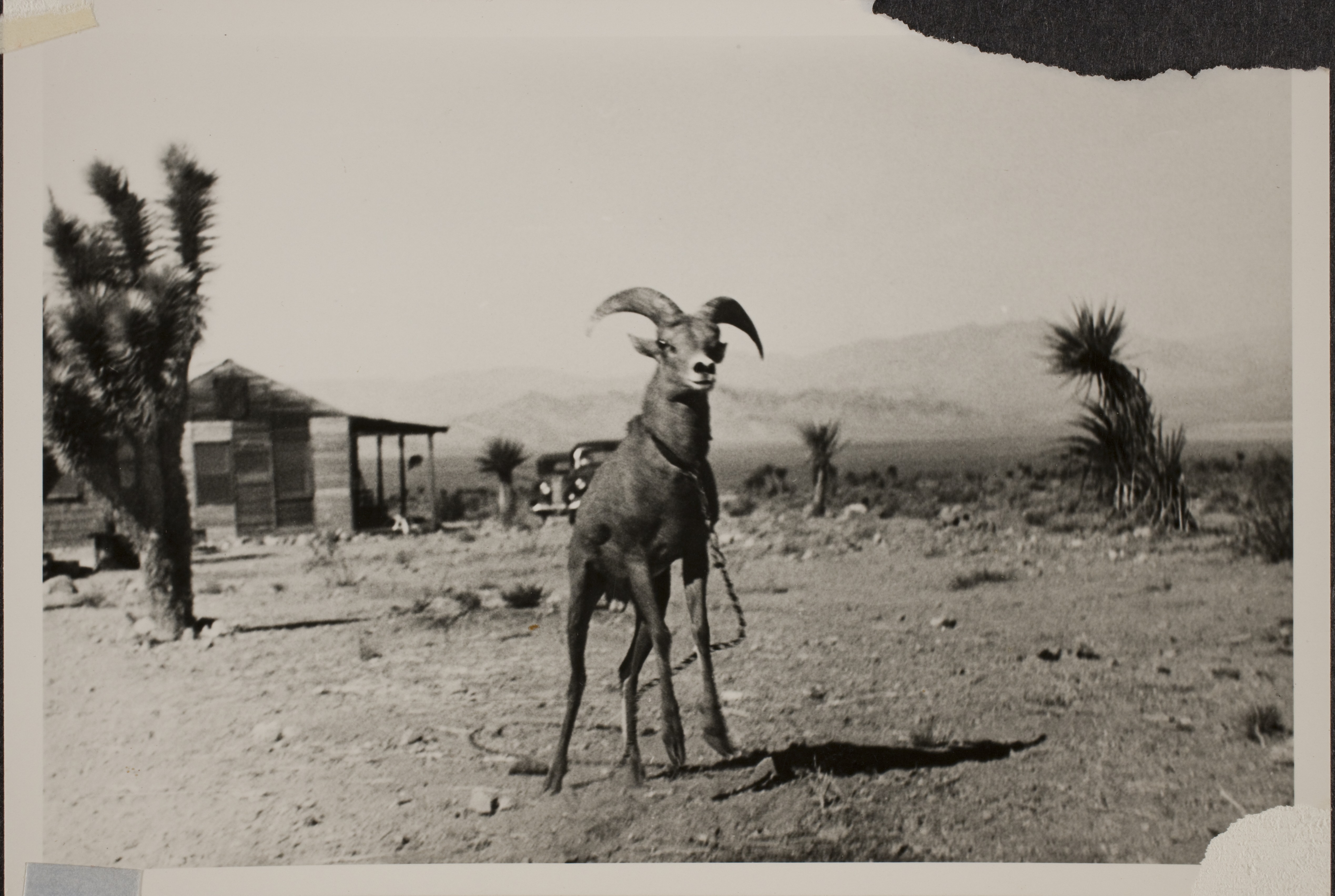 Billy the Bighorn sheep that was a pet at Walking Box Ranch, Nevada. This photo is from an unidentified location: photographic print