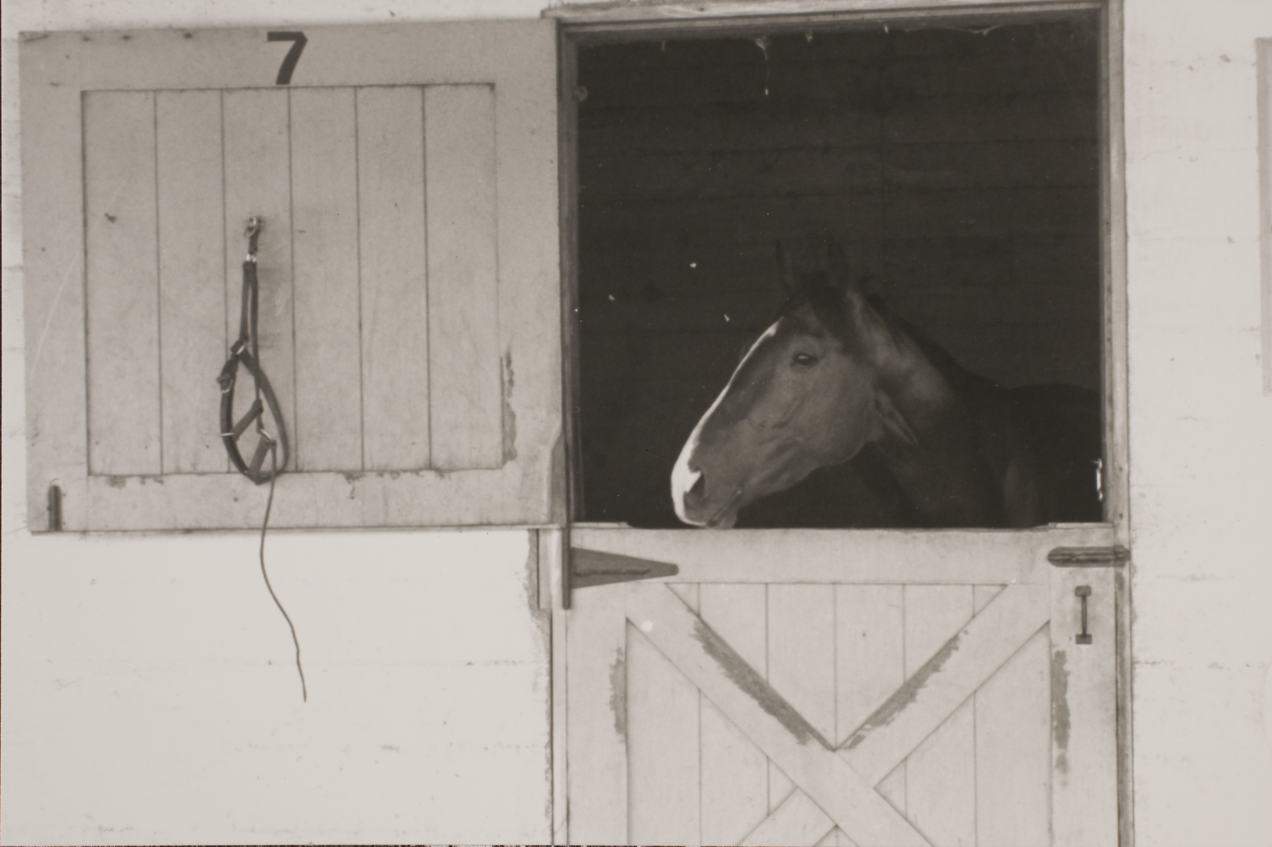 Horse in stall at unidentified location: photographic print