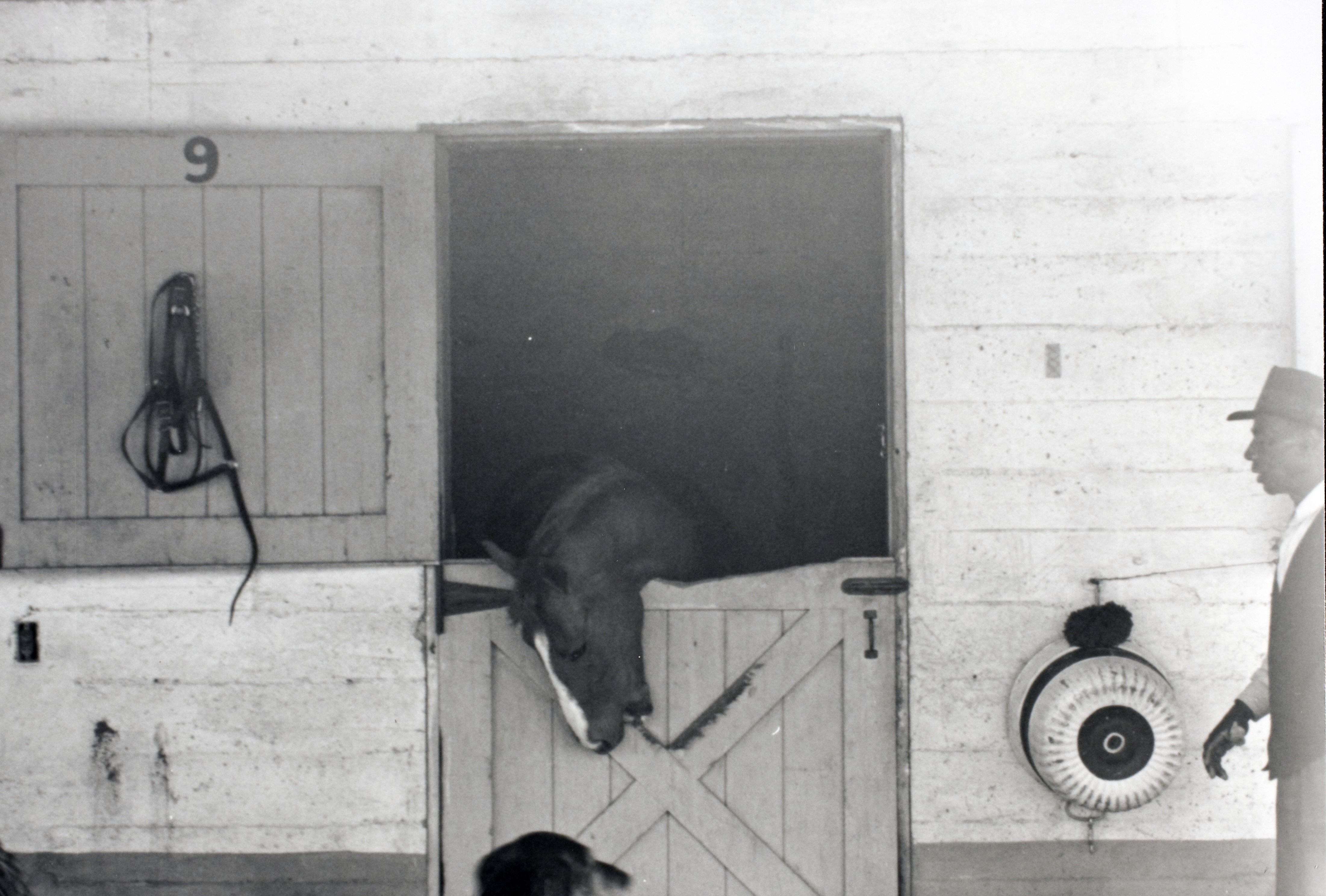 Horse in stall at unidentified location with unidentified man: photographic print