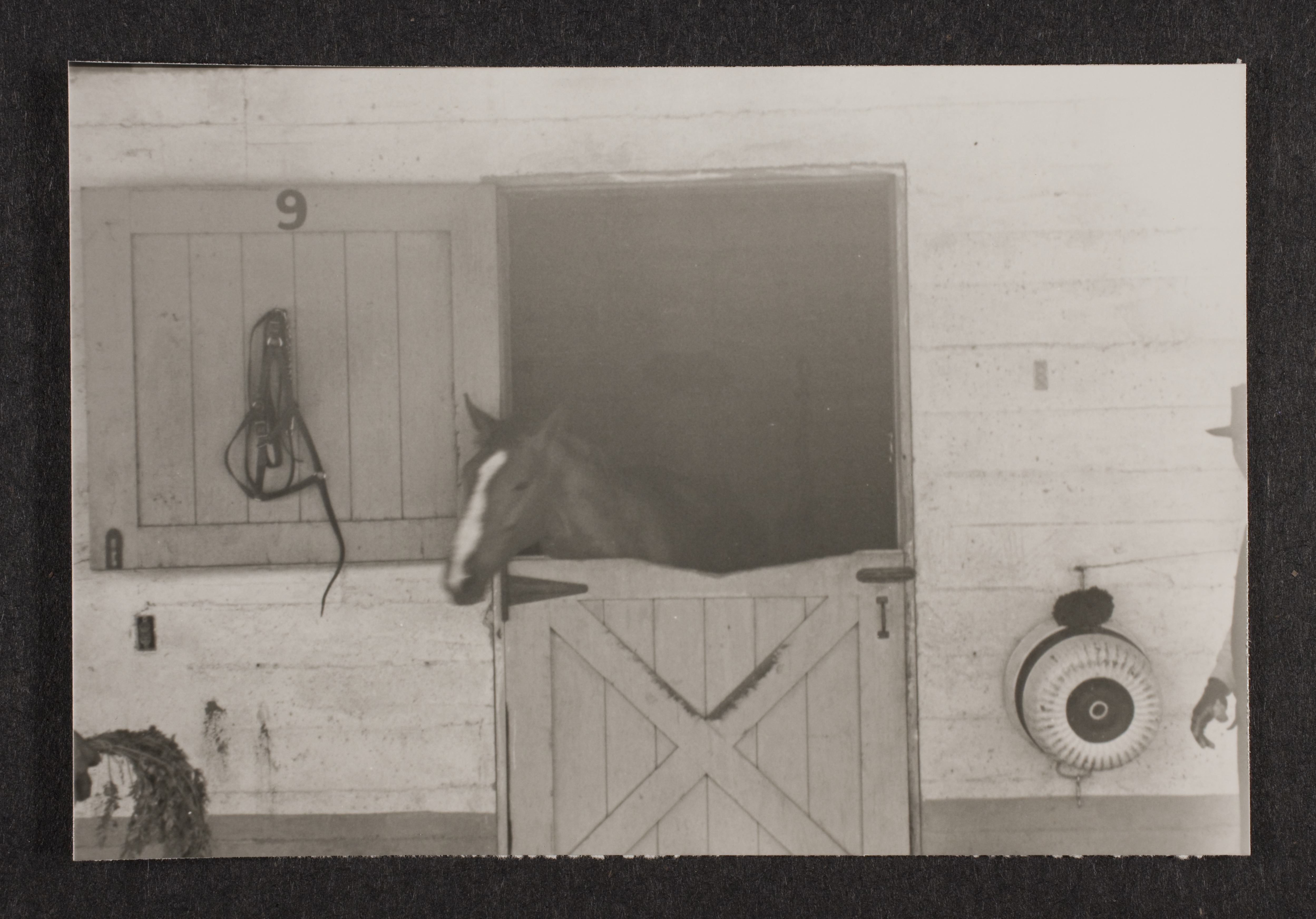 Horse in stall at unidentified location: photographic print