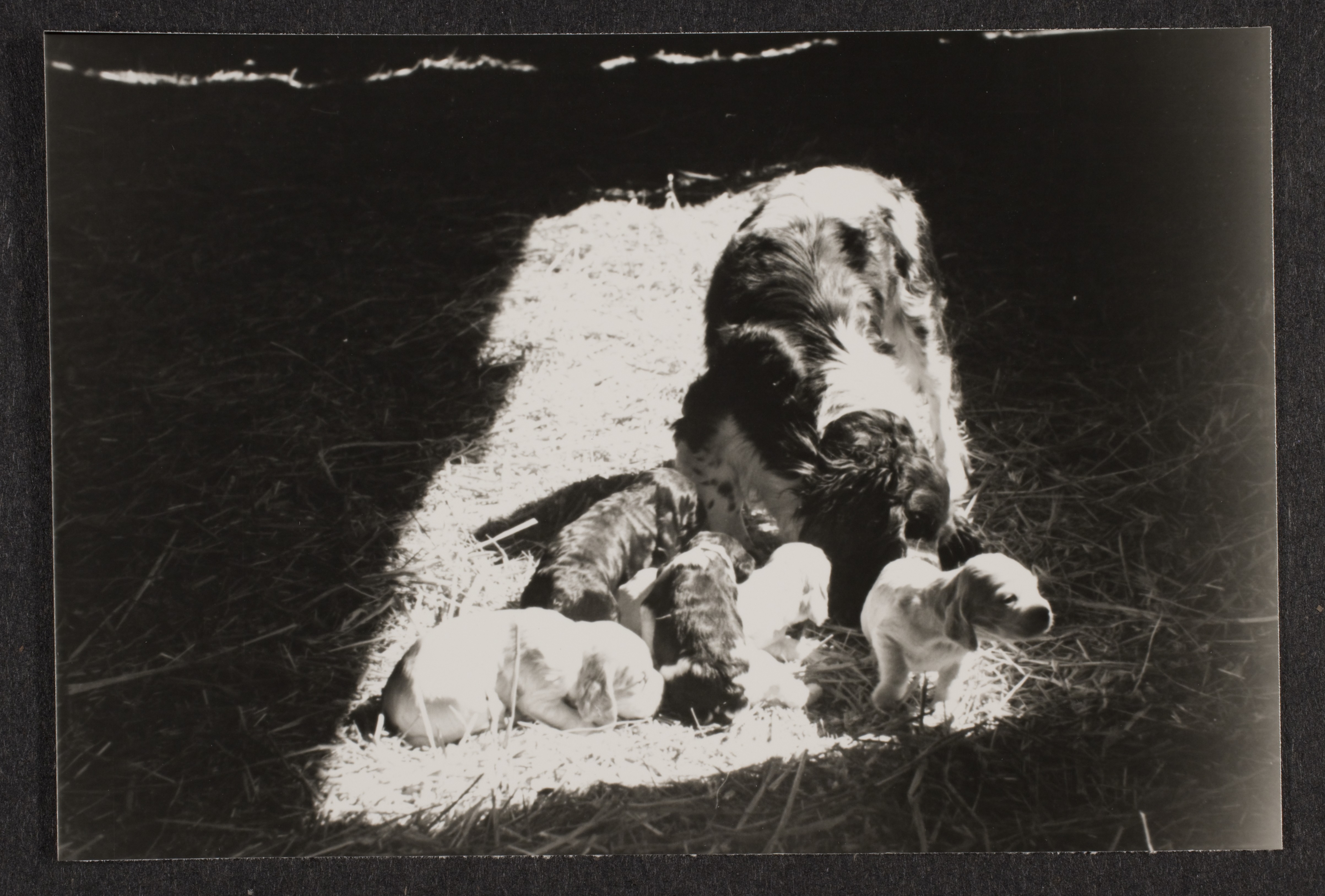 Cocker spaniel and puppies: photographic print