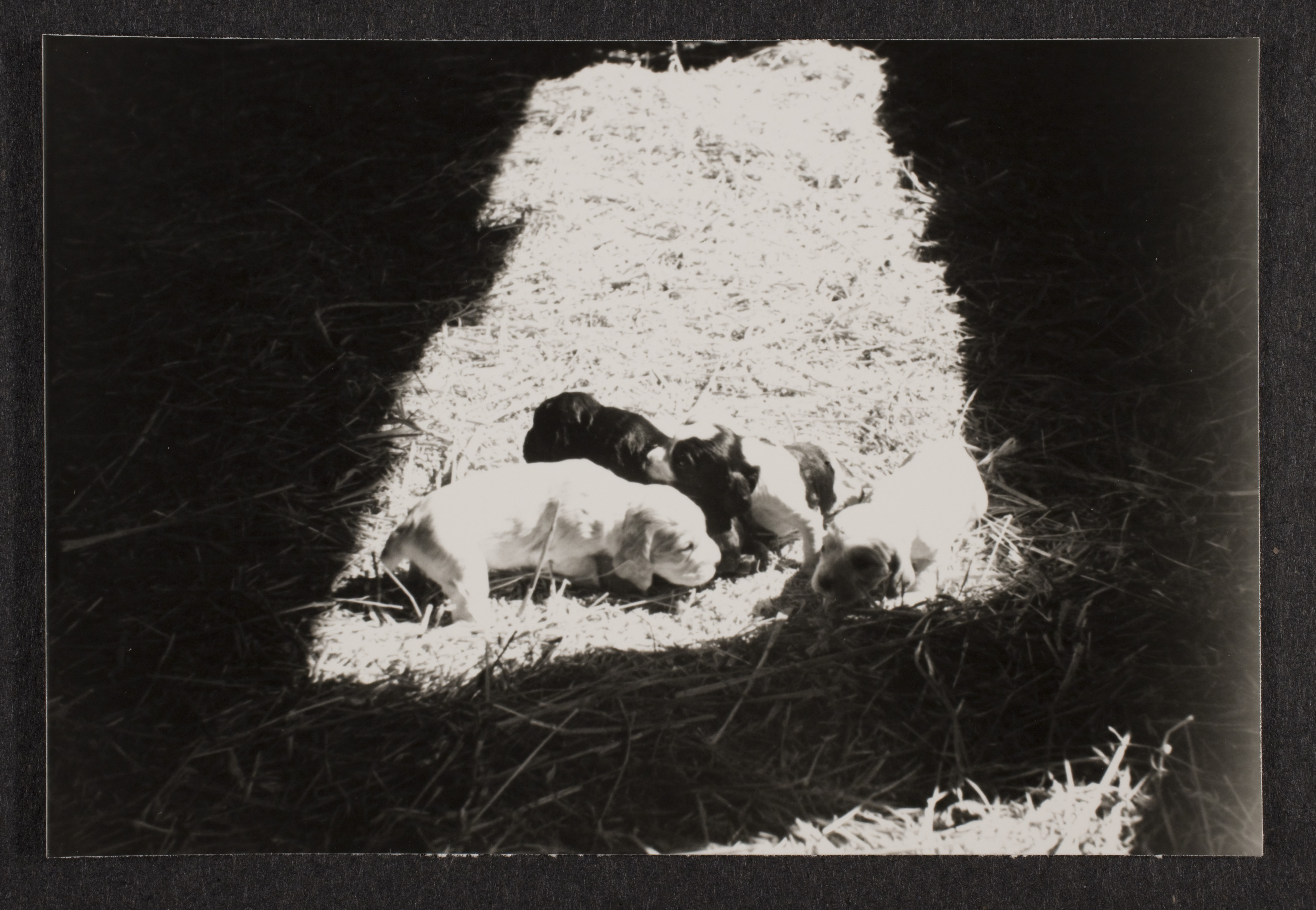 Cocker spaniel puppies: photographic print