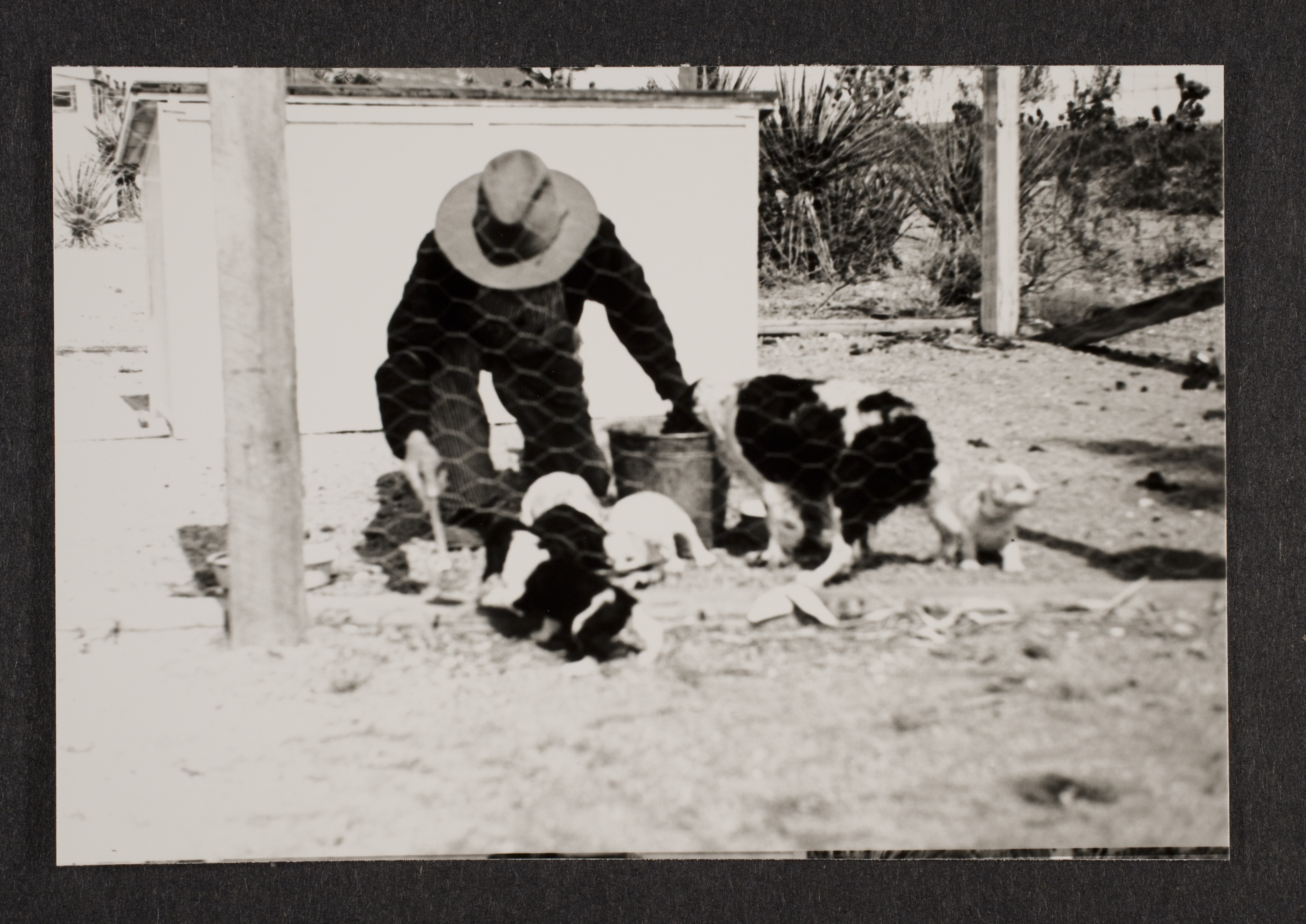 Unidentified man with Cocker spaniel and puppies at Walking Box Ranch: photographic print