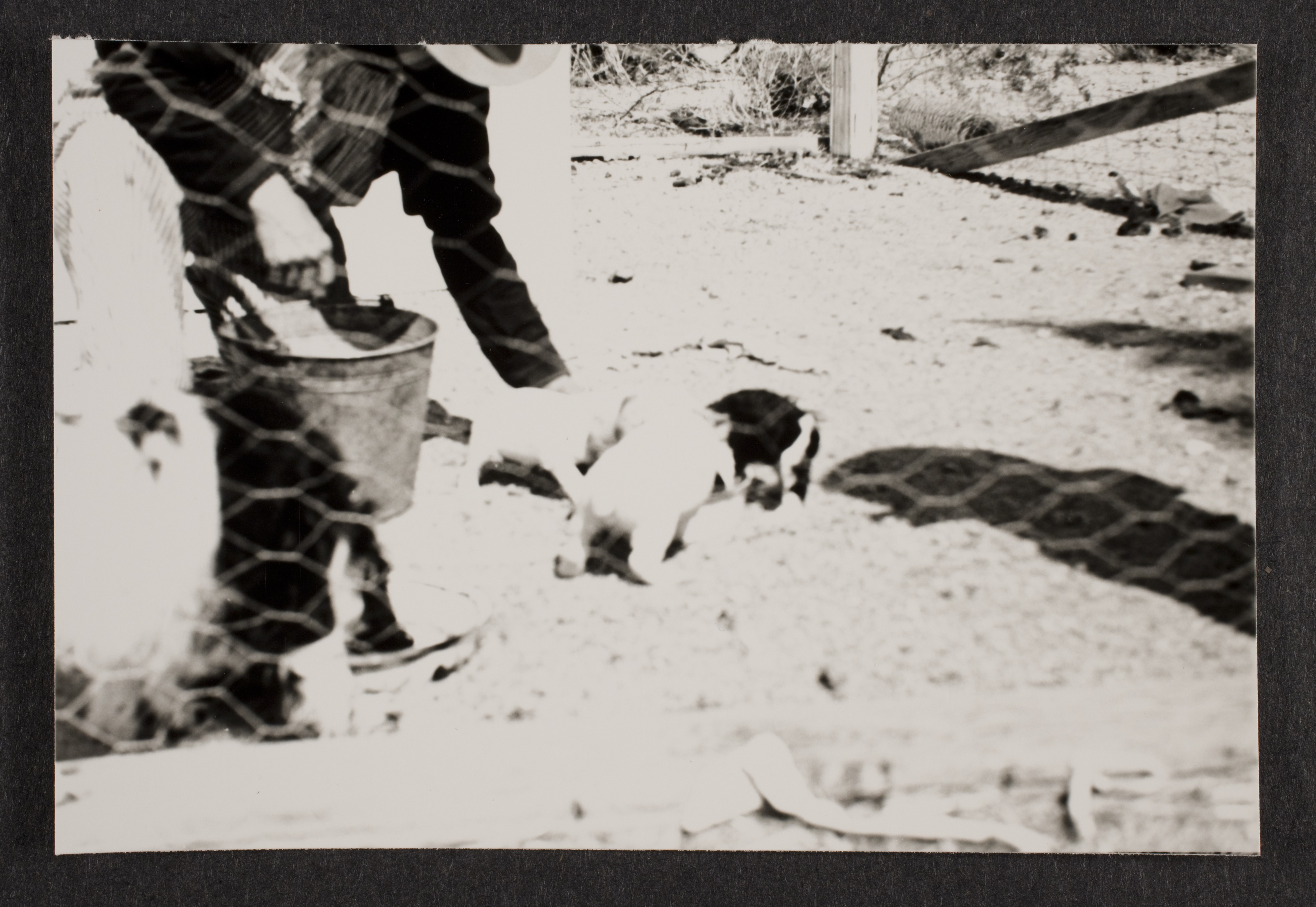 Cocker spaniel and puppies at Walking Box Ranch: photographic print