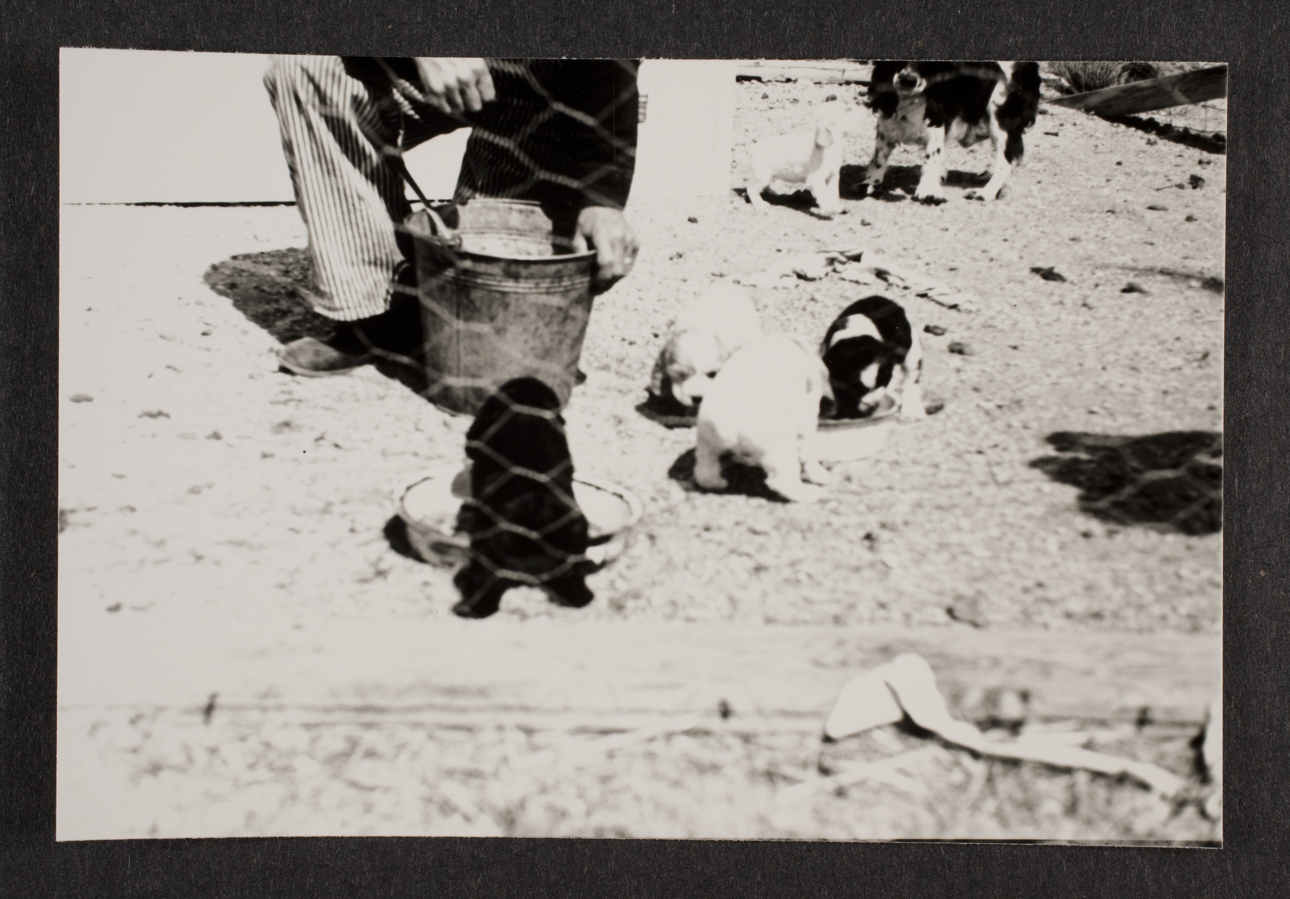 Cocker spaniel and puppies at Walking Box Ranch: photographic print