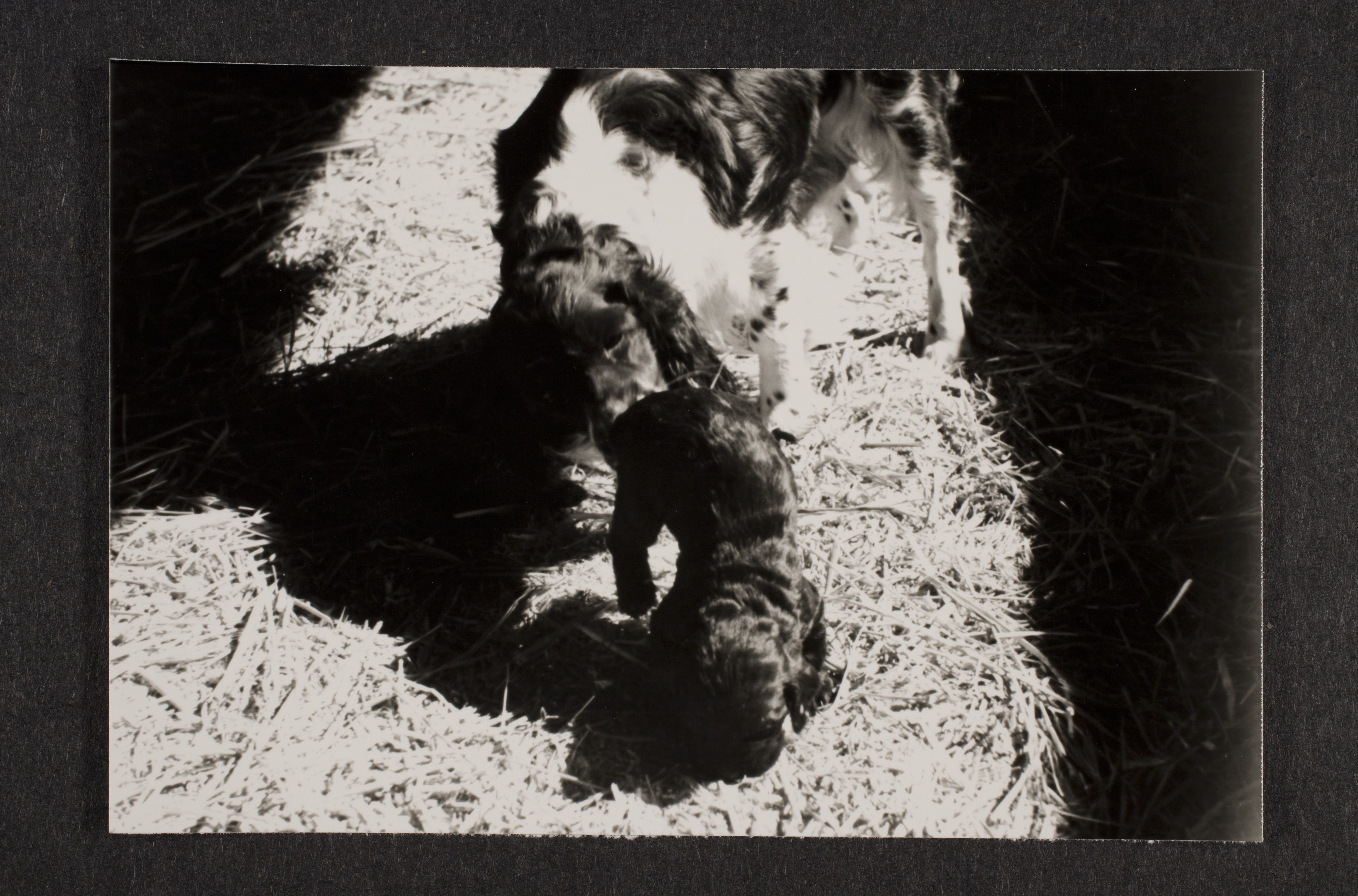 Cocker spaniel and puppies: photographic print