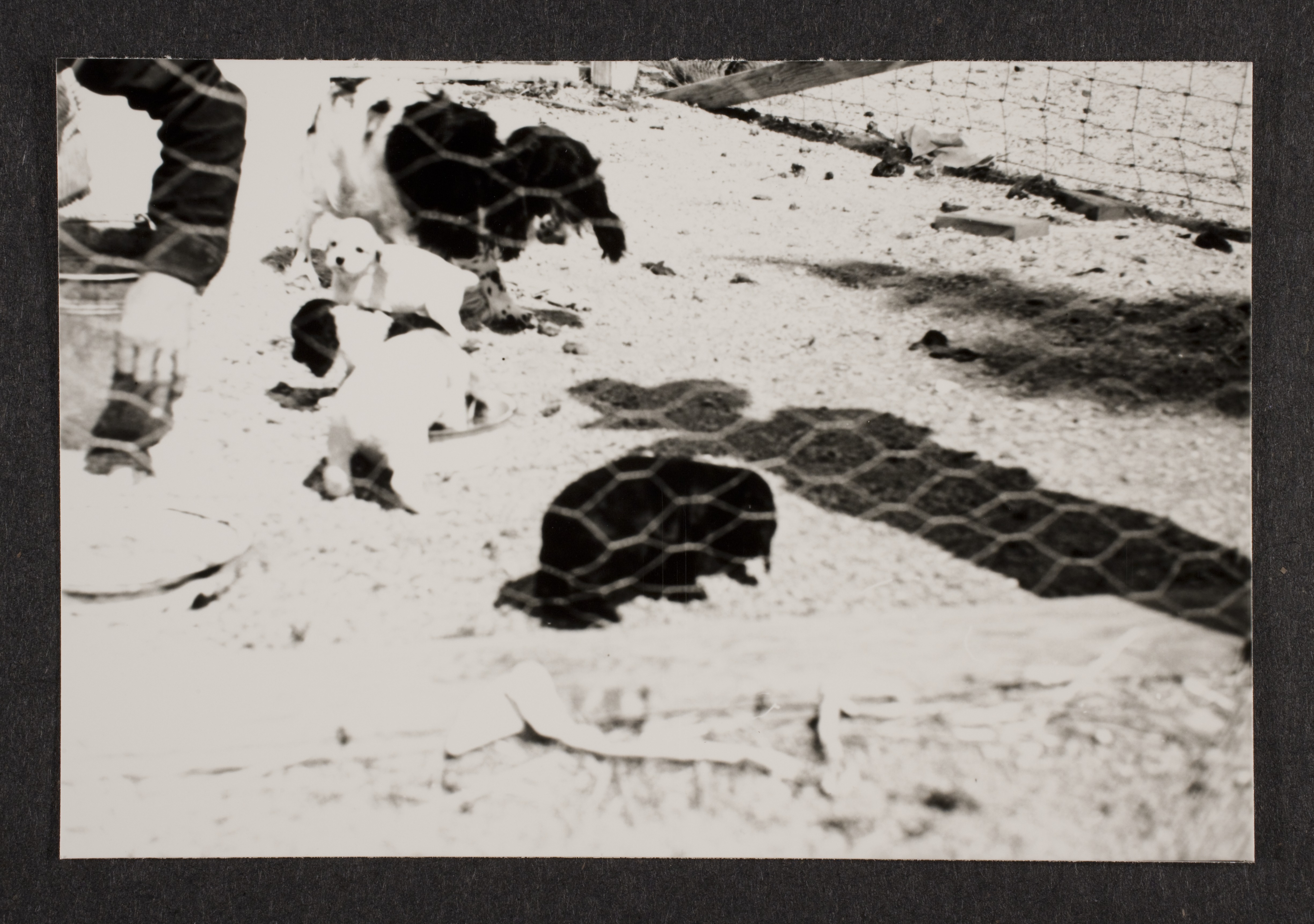 Unidentified man with Cocker spaniel and puppies at Walking Box Ranch: photographic print