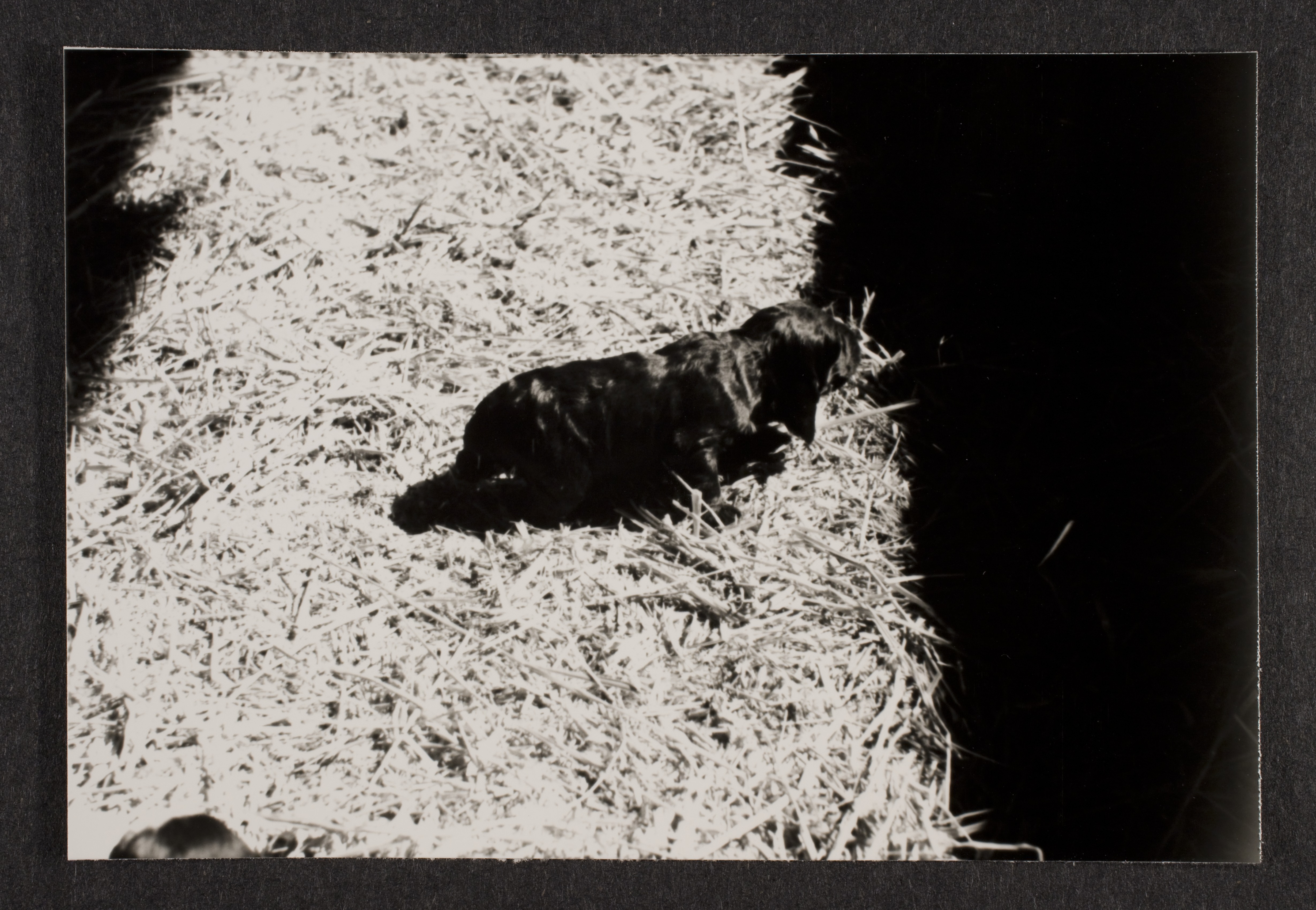 Cocker spaniel puppy: photographic print