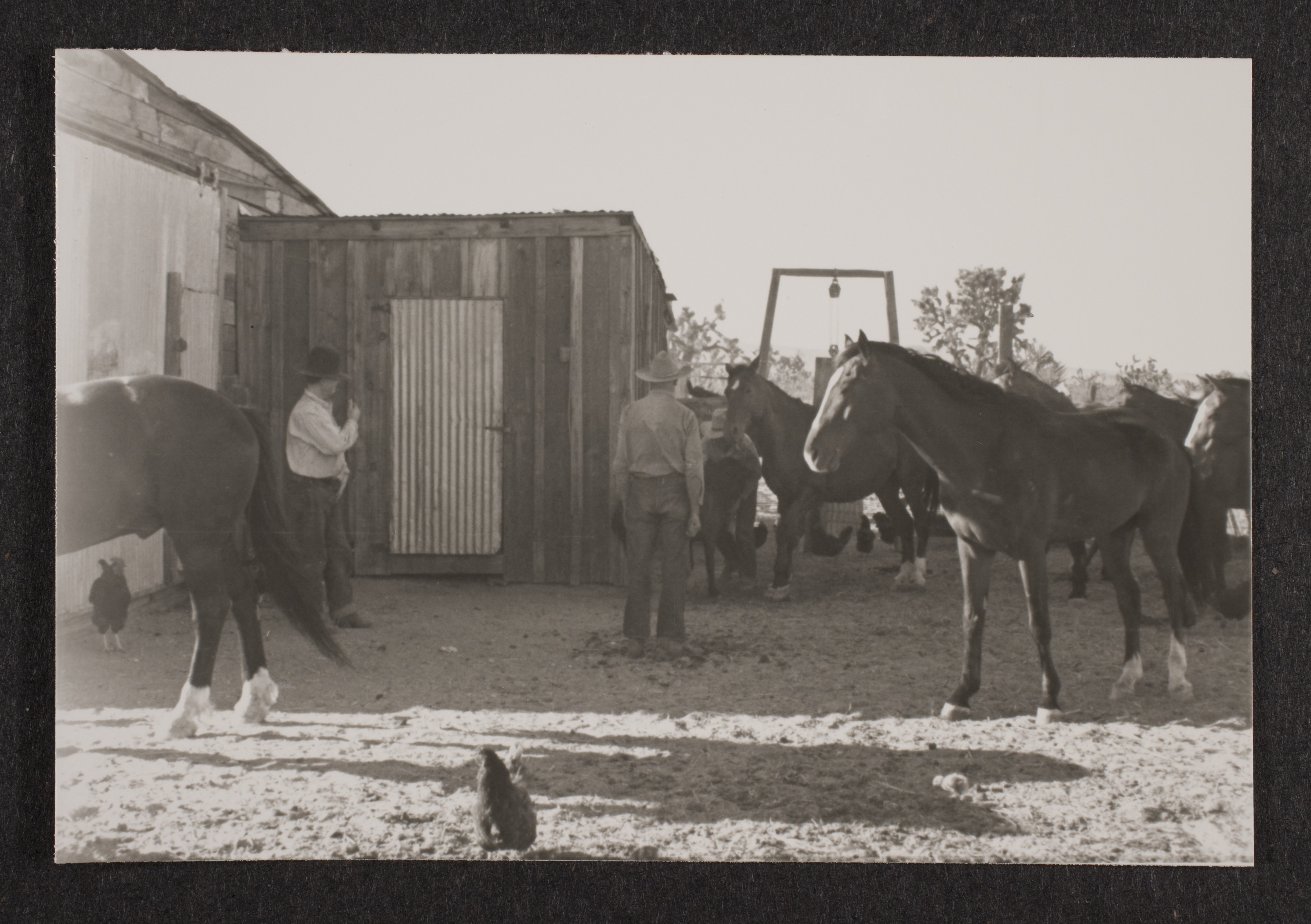 Cowboys and horses near barn at Walking Box Ranch, Nevada: photographic print