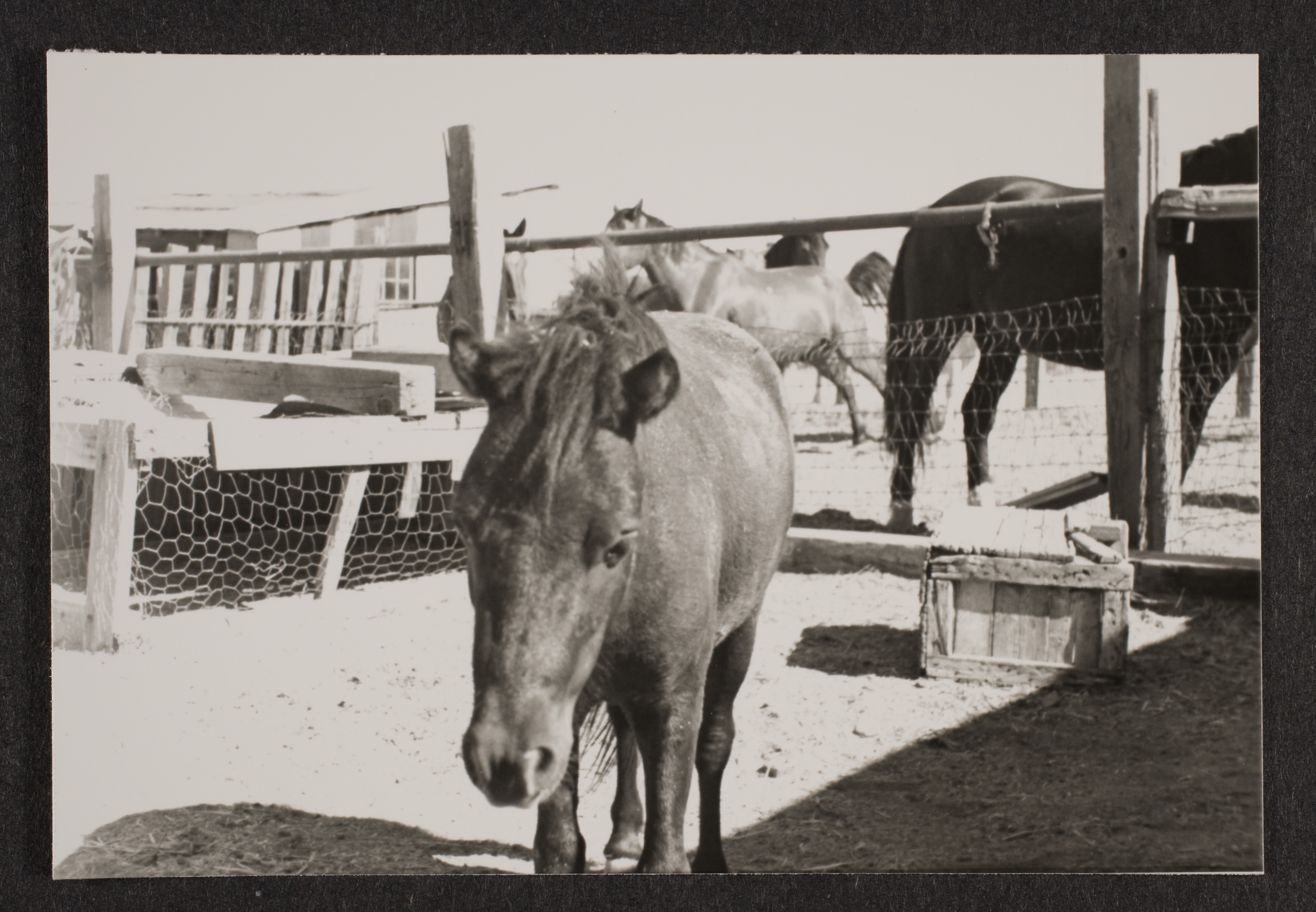Horses at Walking Box Ranch, Nevada: photographic print