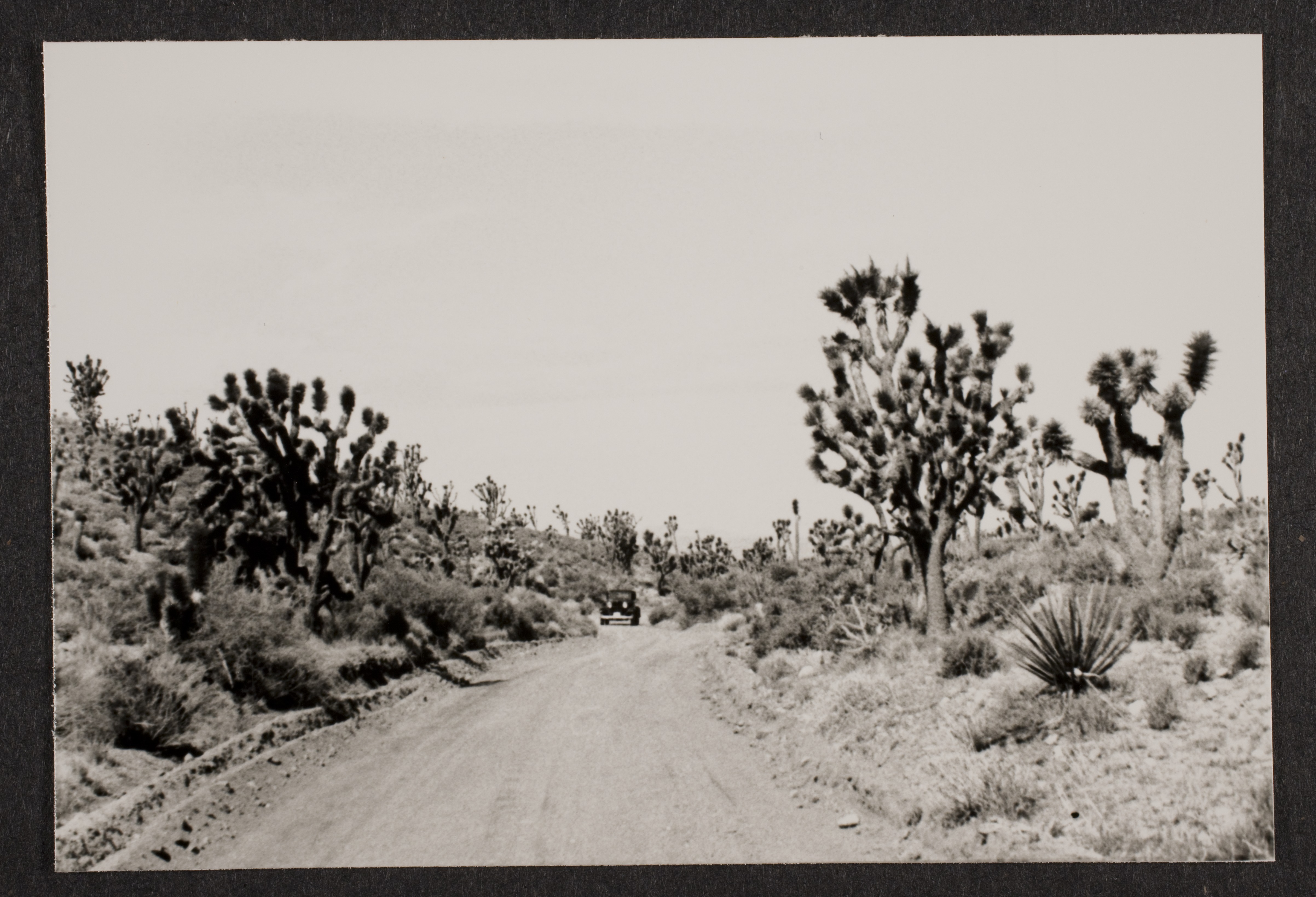 Car coming down dirt road in the Mojave Desert: photographic print