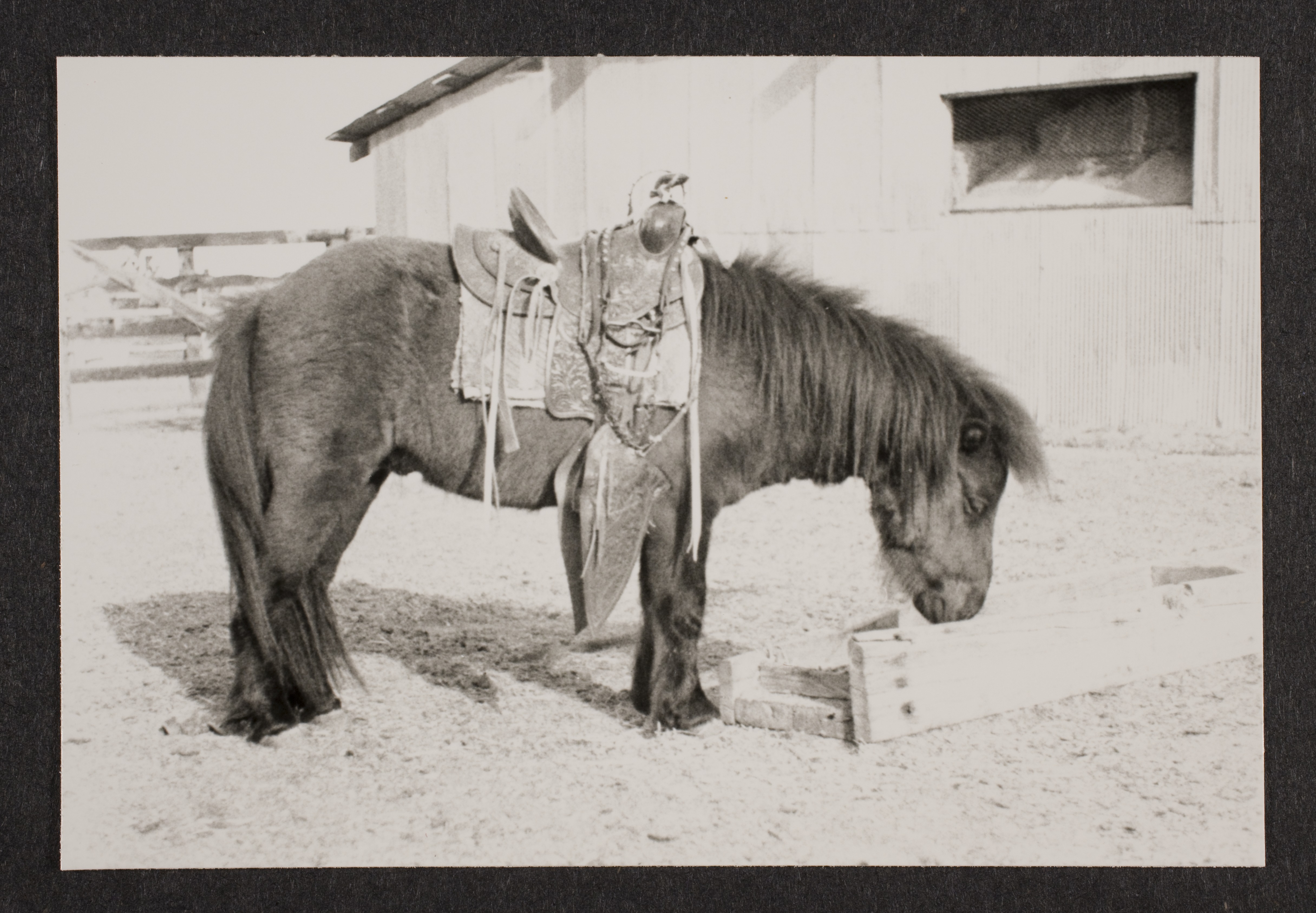 Smoky the pony at Walking Box Ranch, Nevada: photographic print
