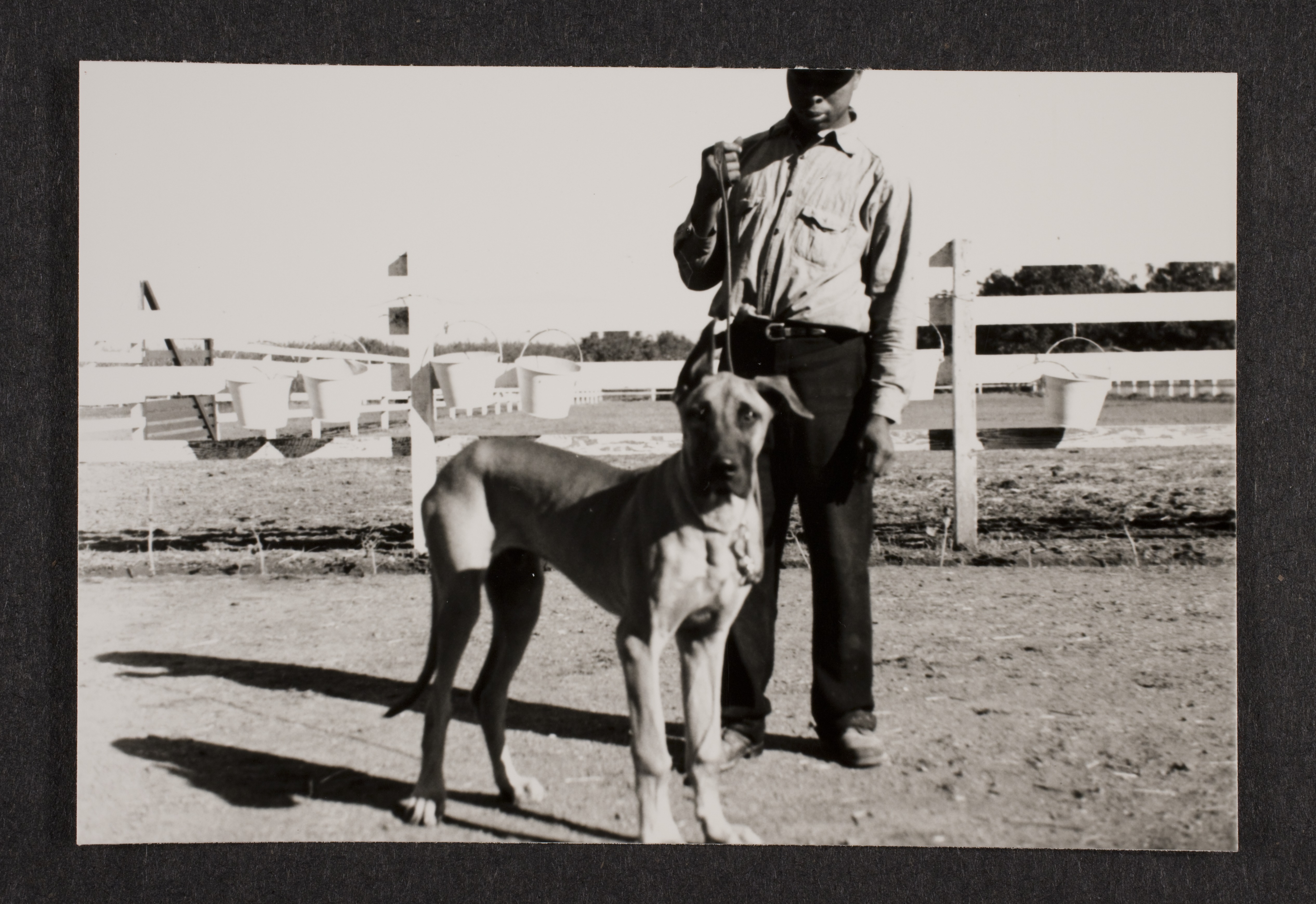 Unidentified man with Great Dane dog (Sheik) at unknown location: photographic print