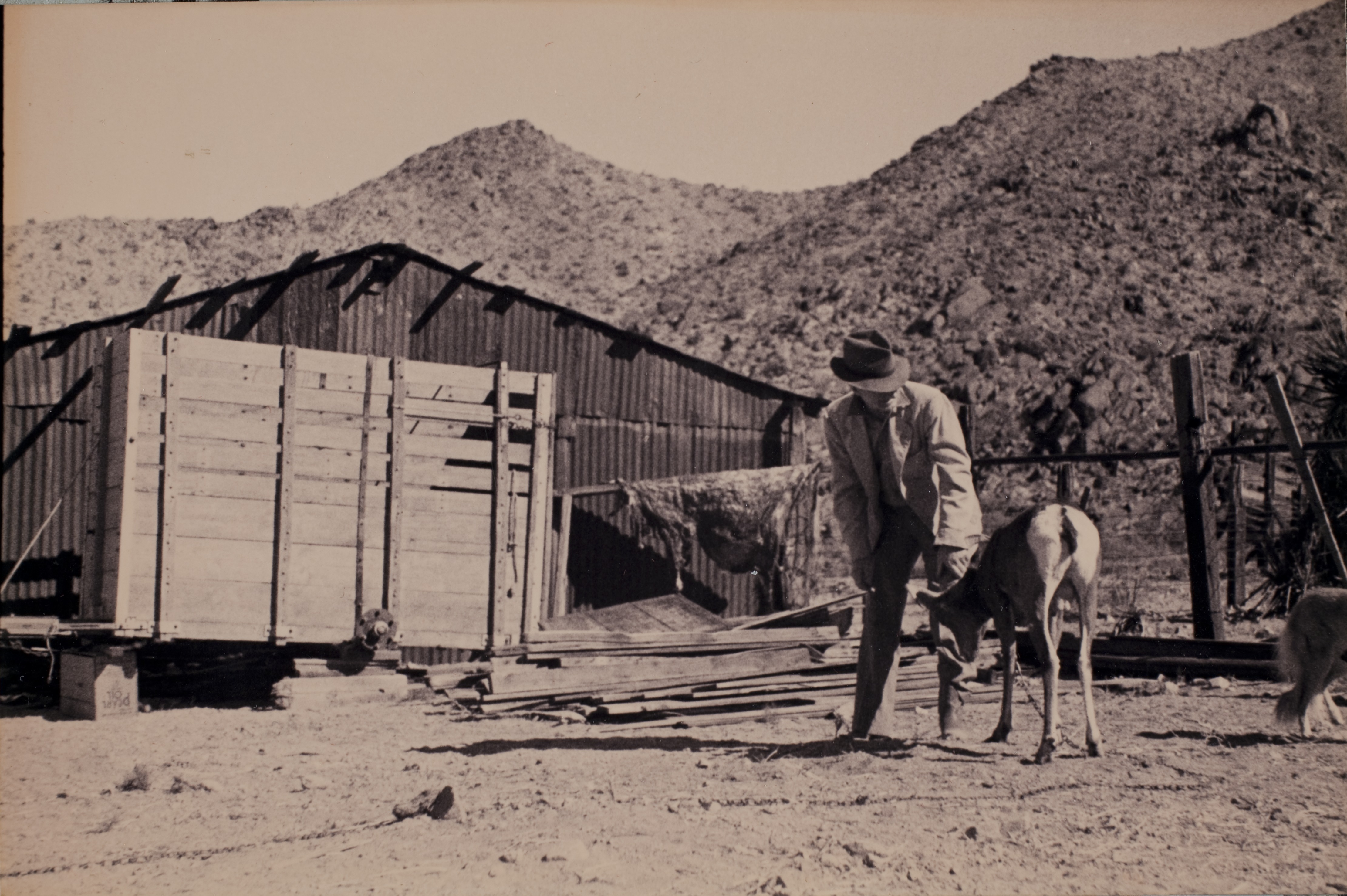 Billy the pet Bighorn sheep with an unidentified man.  Located in the Mojave desert, specific location unknown: photographic print