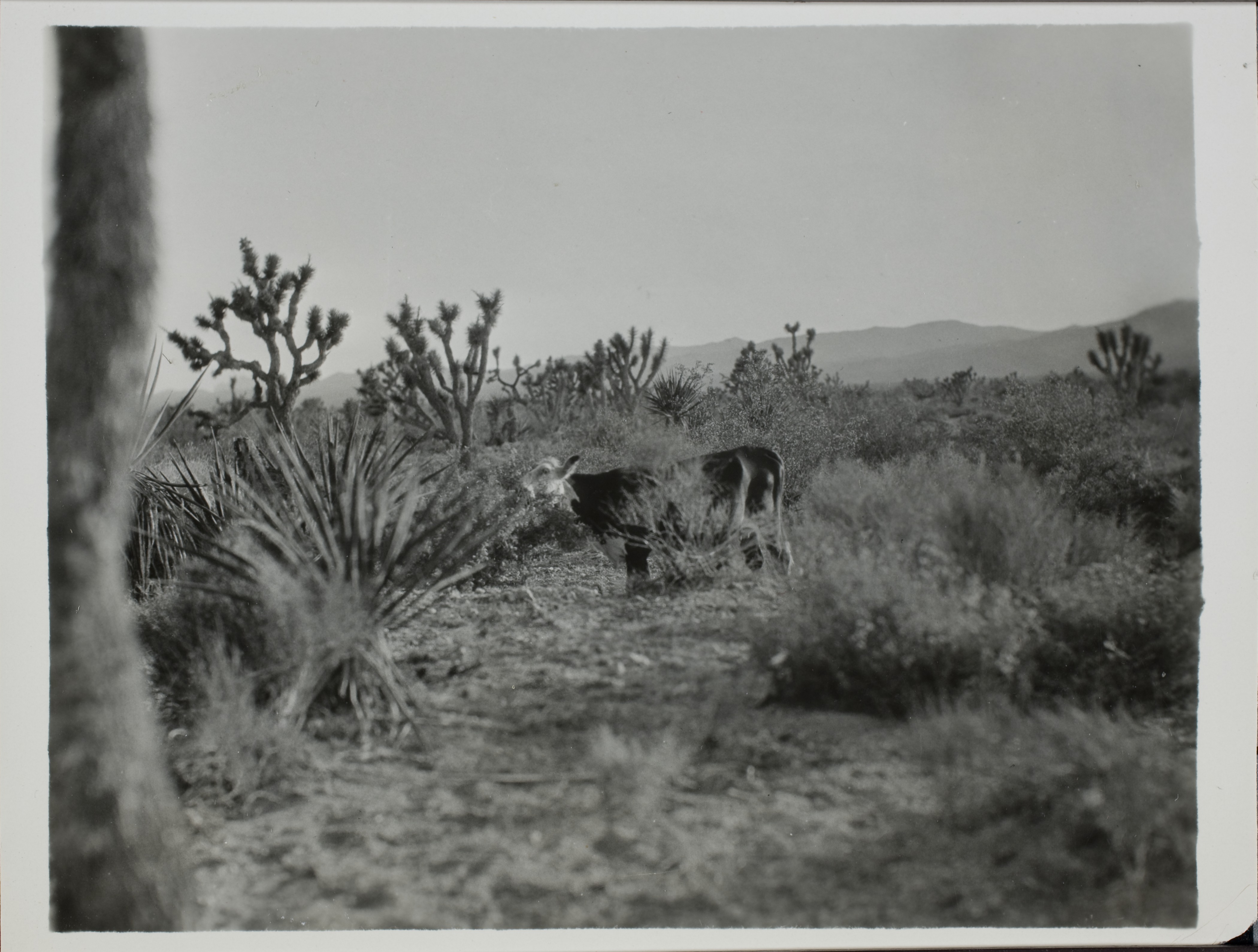Photograph of a cow at Walking Bow Ranch: photographic project