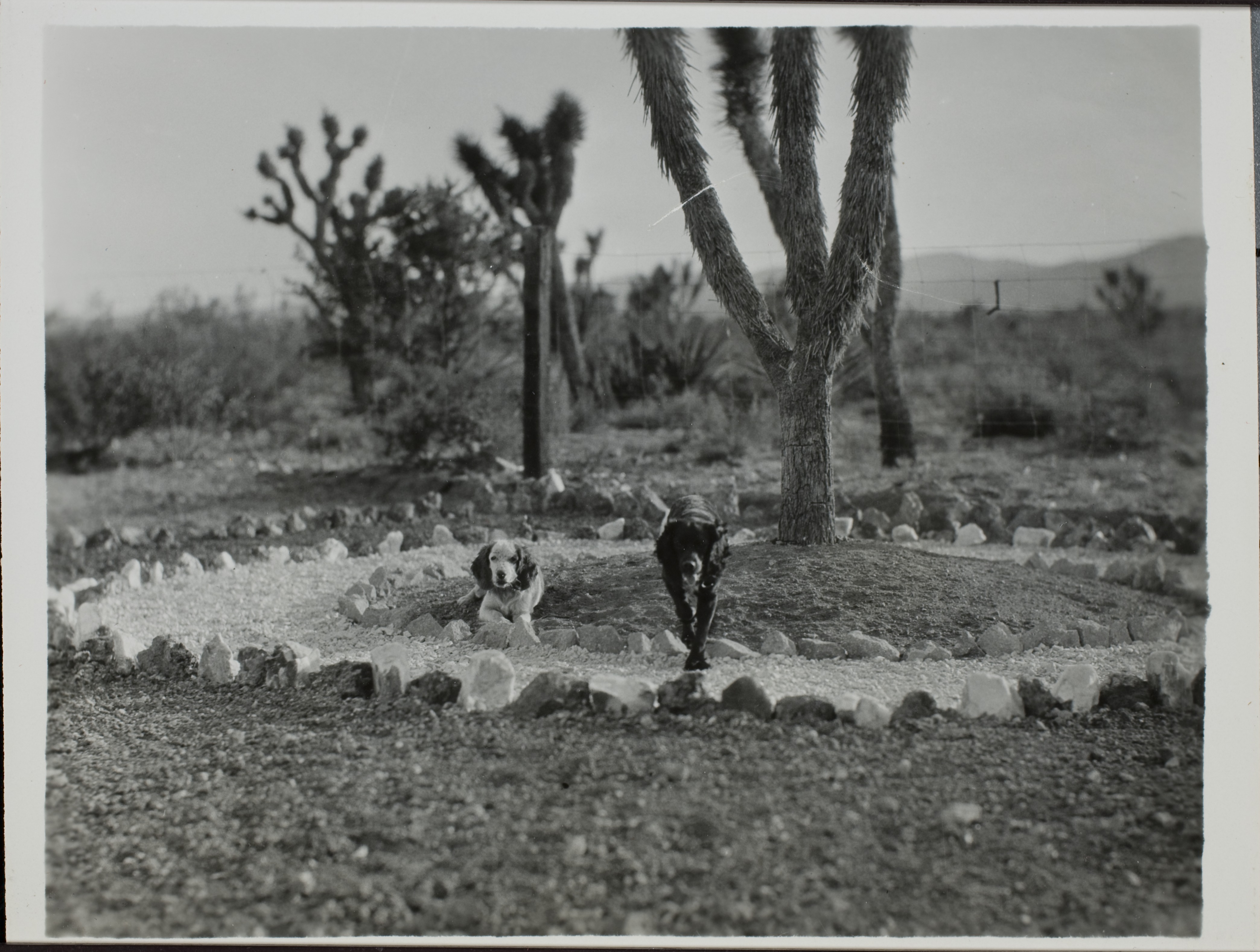 Photograph of two Cocker Spaniels at Walking Box Ranch: photographic print