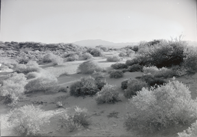 Film transparency of a desert view, circa 1930s-1950s