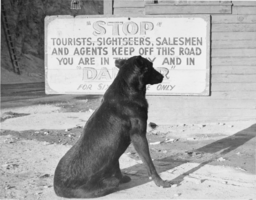 Film transparency of "Nig" the dog, Hoover Dam, circa 1935