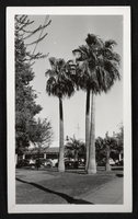 Photograph of palm trees in Needles, California, circa 1940s