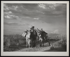 Photograph of a man and two mules, circa 1930s-1950s