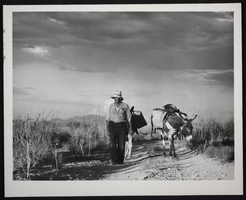 Photograph of man and two mules, circa 1930s-1950s