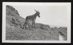 Photograph of burro near Hoover Dam, circa late 1930s