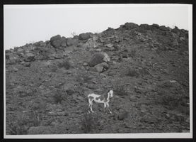 Photograph of burro at unidentified location, circa late 1930s-1940s