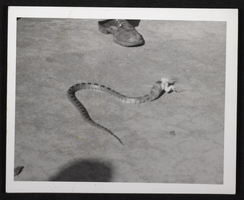 Photograph of snake eating frog, circa 1920s-1950s