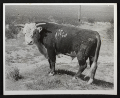 Photograph of bull, circa 1920s-1950s