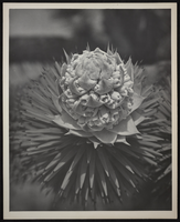 Photograph of Joshua blossom, circa 1930s-1940s