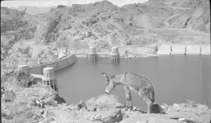 Film transparency of a donkey near Hoover Dam, circa late 1930s
