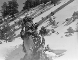 Film transparency of Mount Charleston park, Nevada, circa 1931-1936