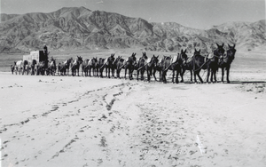 Film transparency of a twenty-mule wagon train, Death Valley, California, circa 1920 to 1955