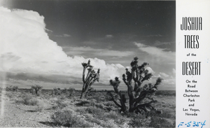 Postcard showing Joshua Trees in Nevada, circa 1930s