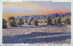 Postcard of the Devil's Corn Field, Death Valley, California, circa 1930s to 1950s