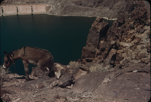 Slide of a burro on the cliffs overlooking Hoover Dam, circa late 1930s