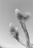 Transparency of a Joshua Tree, Nevada, circa 1930s