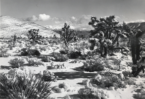 Photograph of vegetation near Mount Charleston, Nevada, circa 1930s-1940s