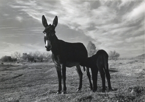 Photograph of two donkeys in the American Southwest, circa 1930s-1940s