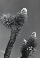 Photograph of Joshua trees in the American Southwest, circa 1930s-1940s