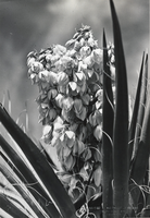 Photograph of a Spanish dagger in the American Southwest, circa 1930s-1940s